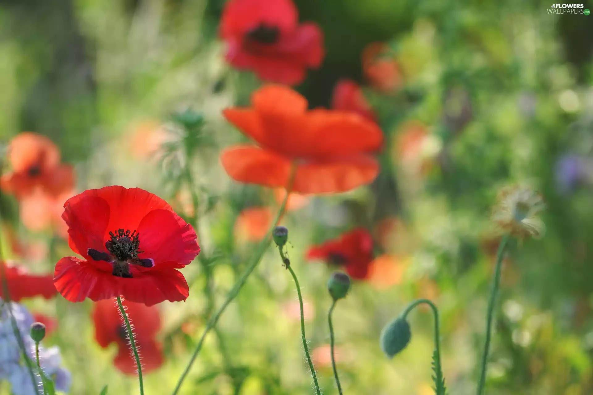 Red, papavers