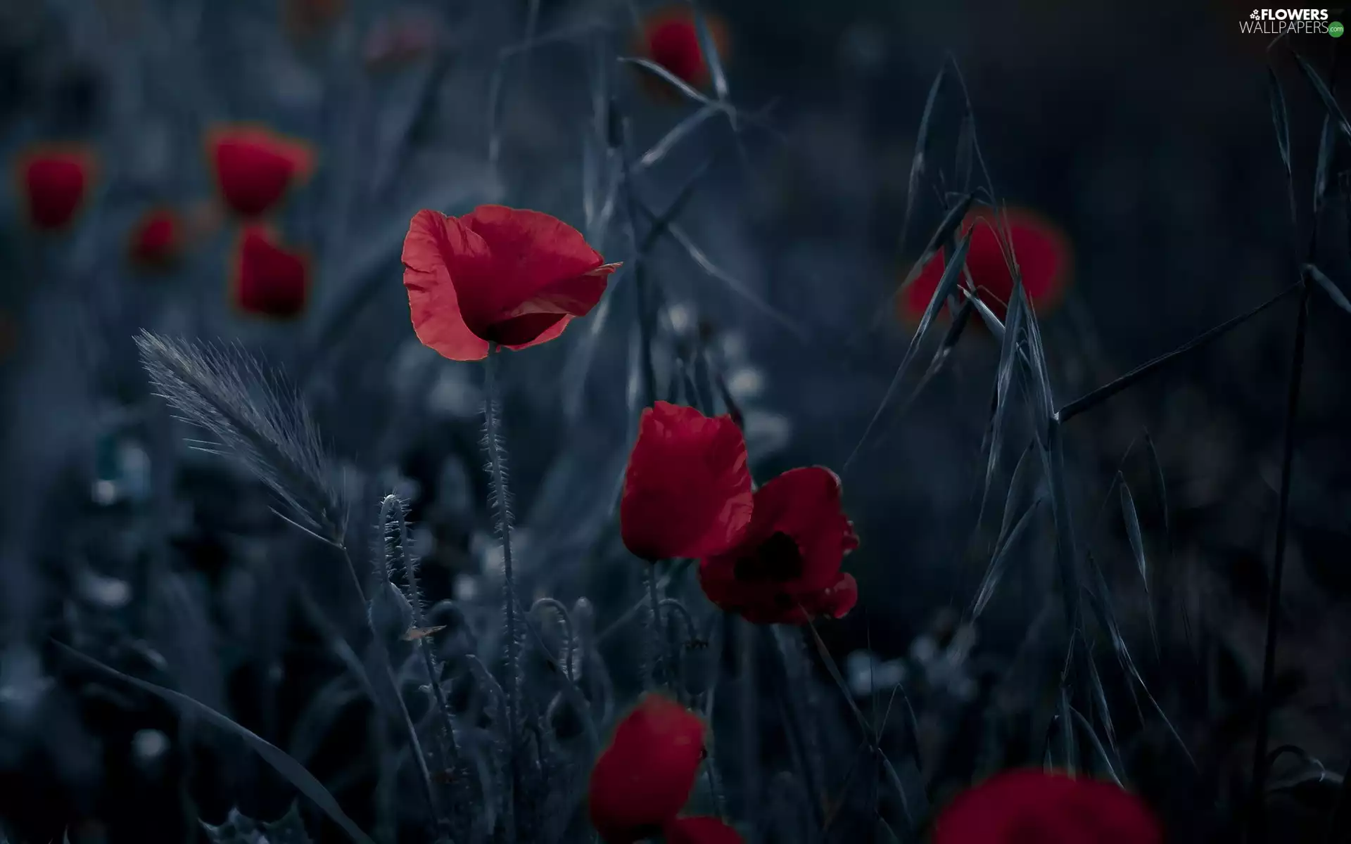 Red, papavers