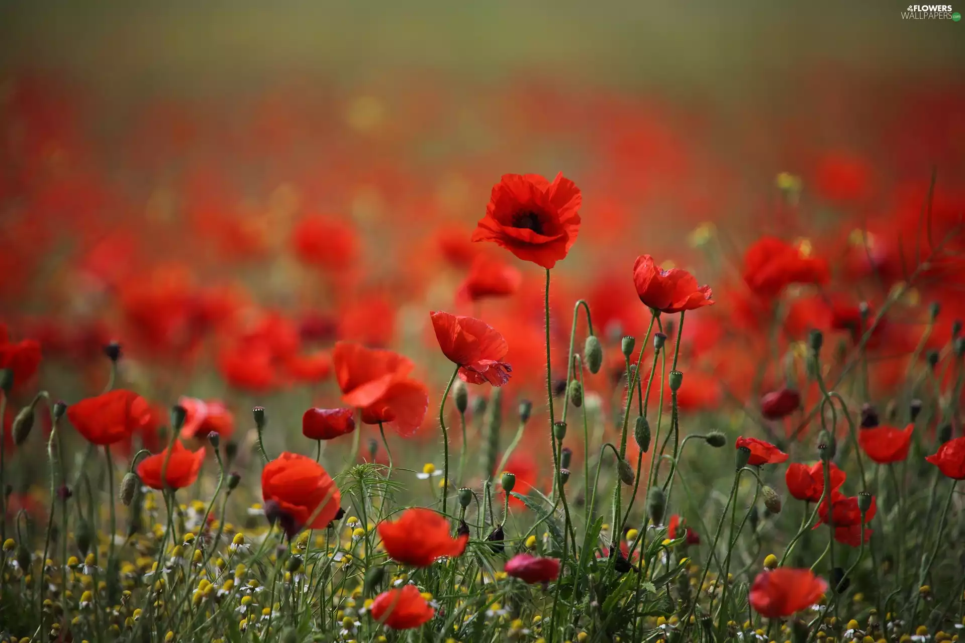 Red, papavers