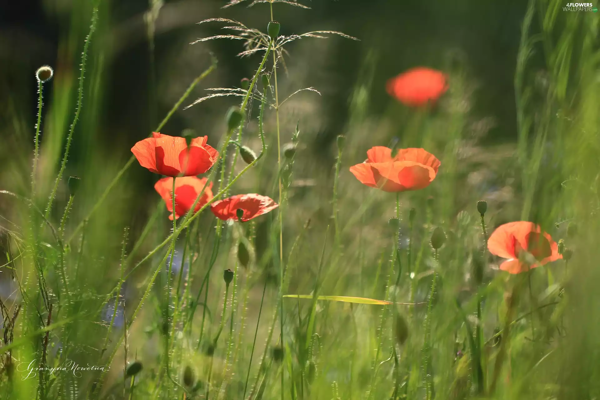 papavers, Red