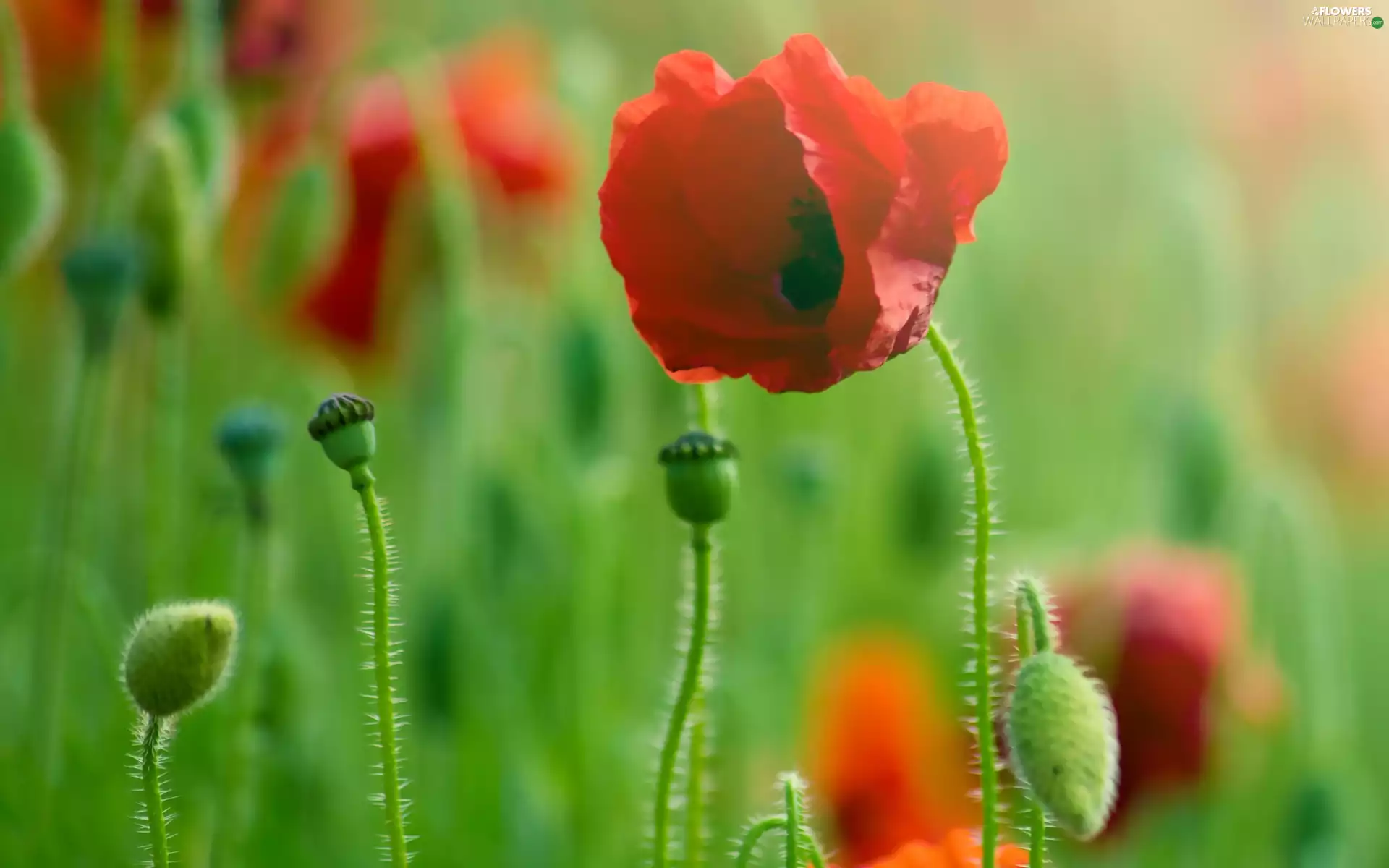 Red, papavers