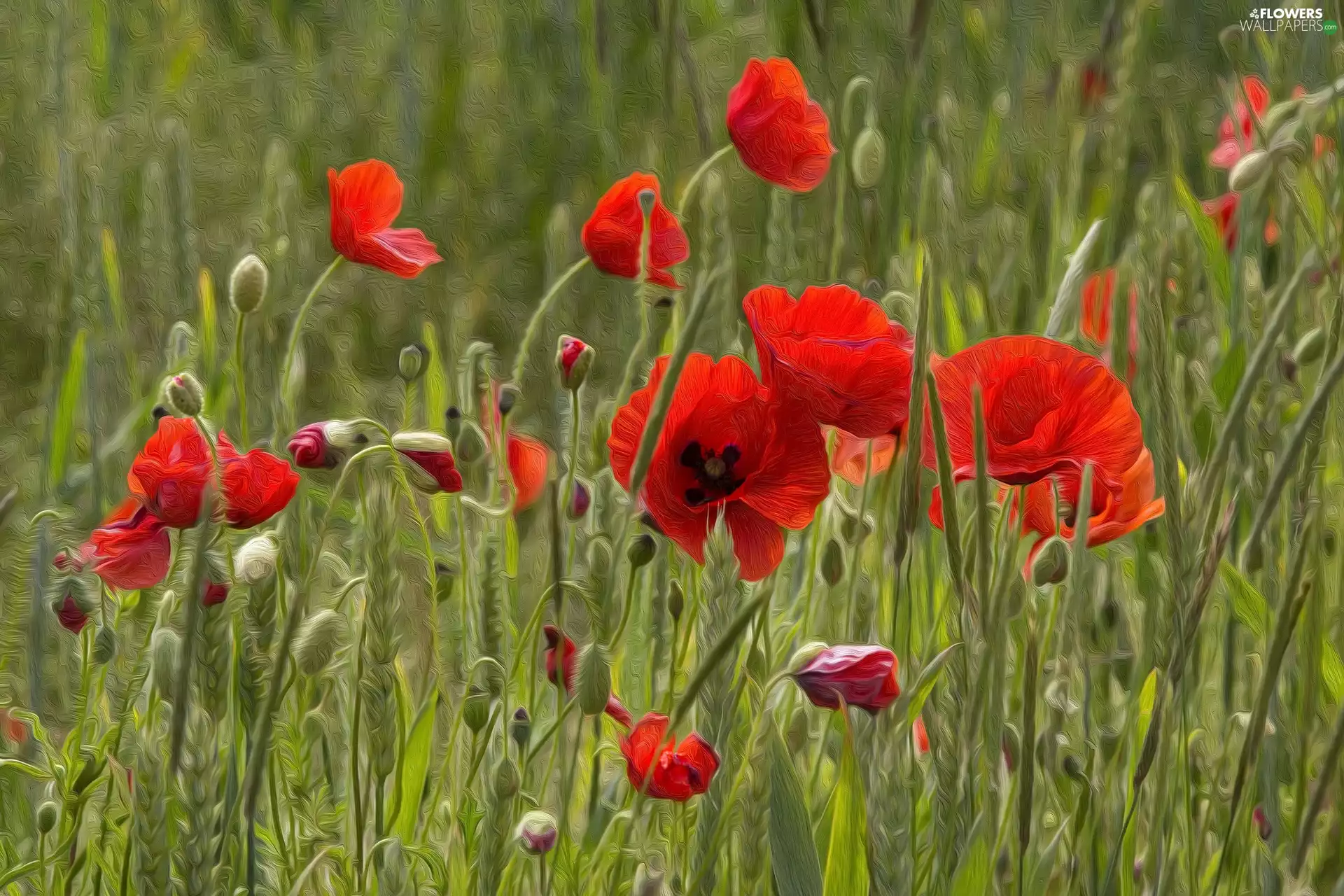 Red, papavers