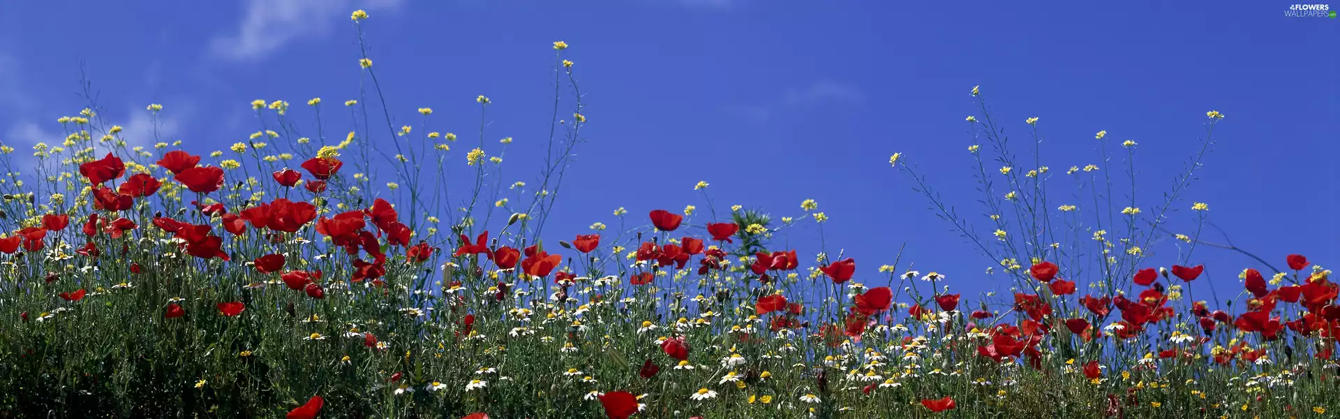 Red, papavers