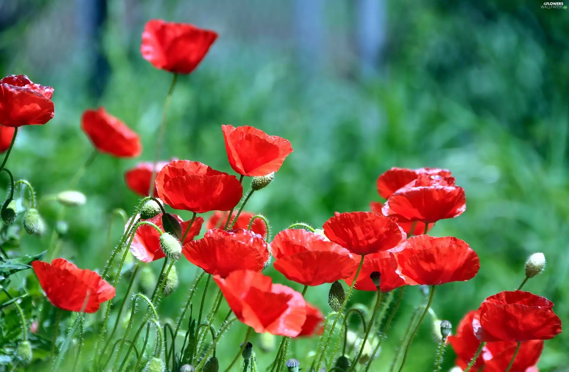 Red, papavers