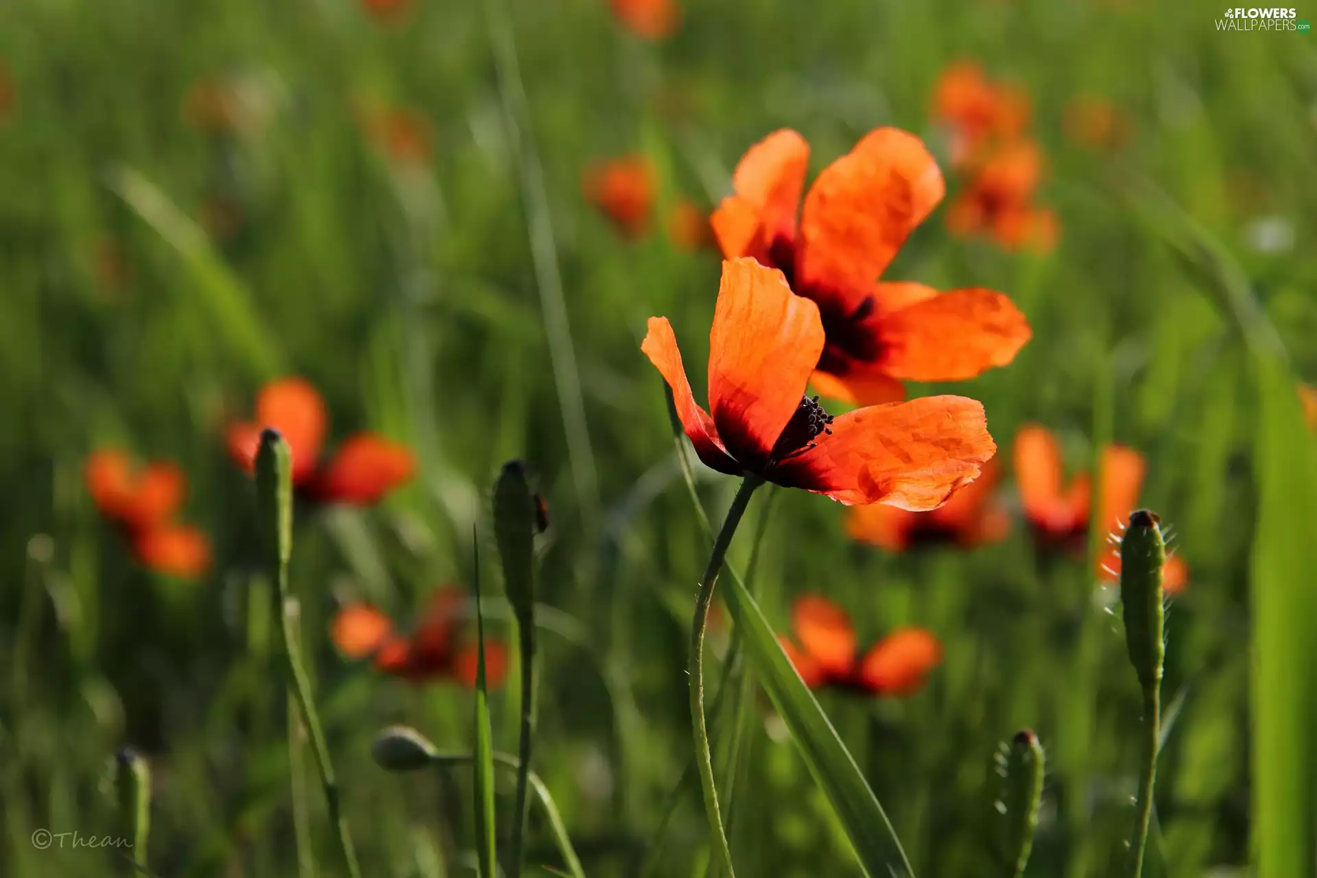 Red, papavers