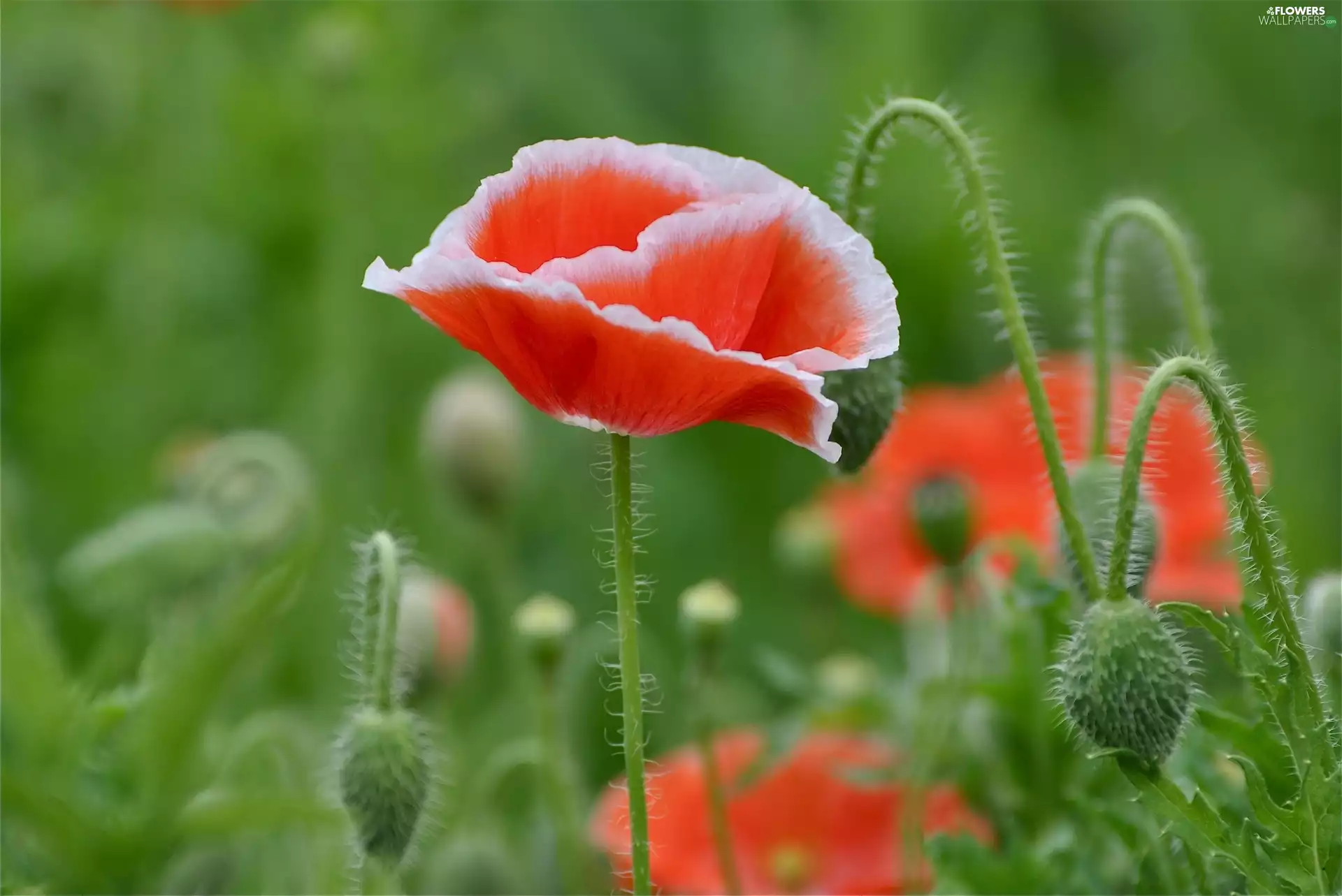 Red, papavers