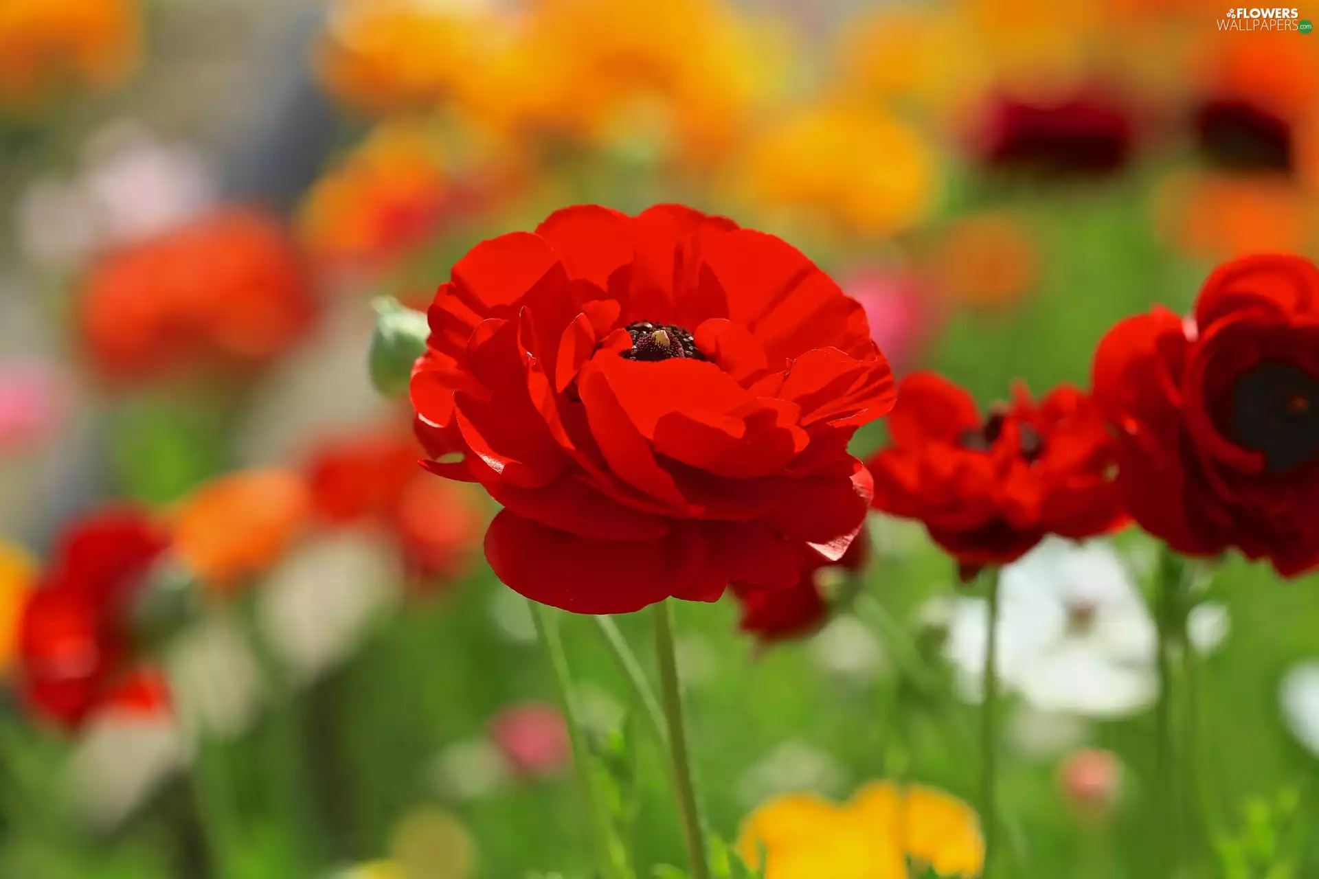 Red, papavers