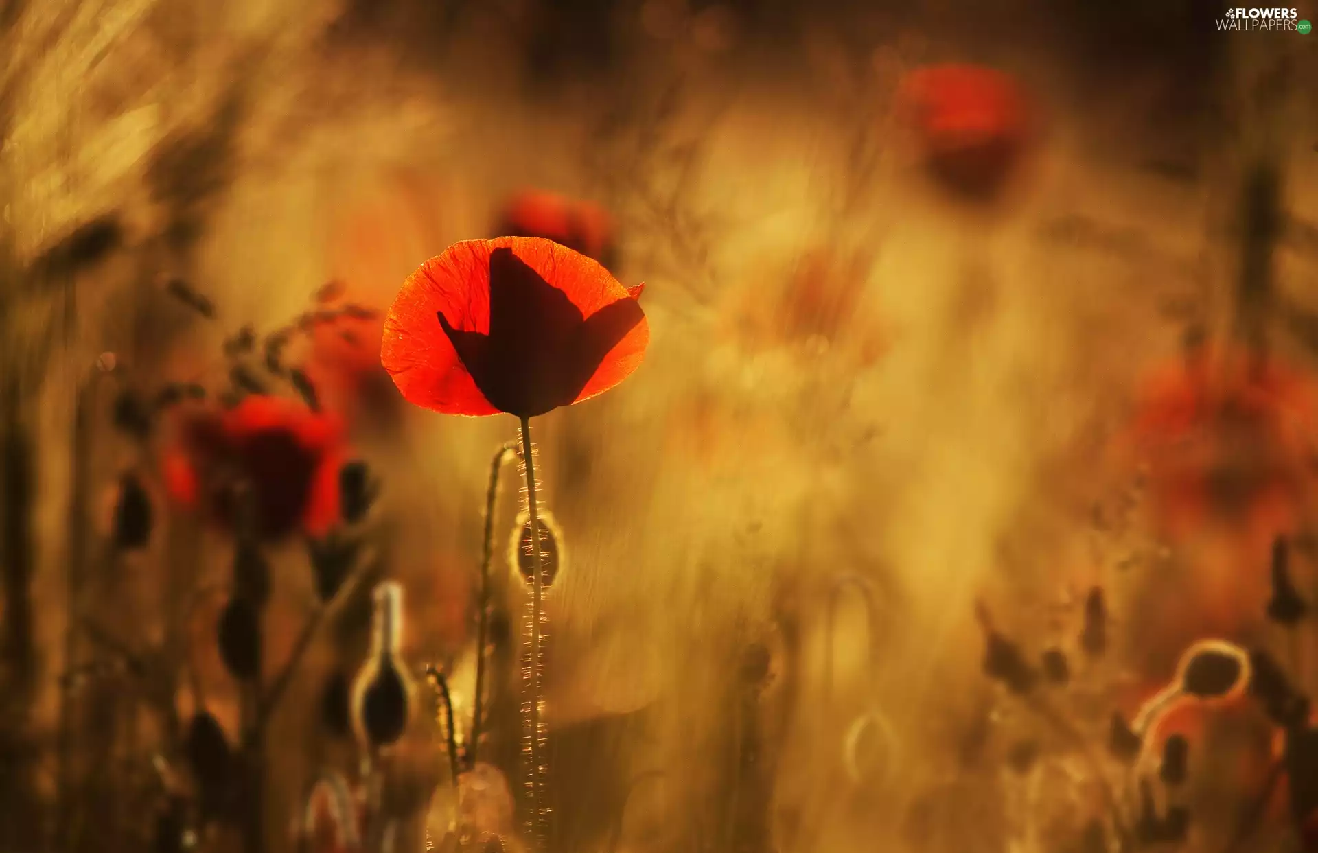 Red, papavers