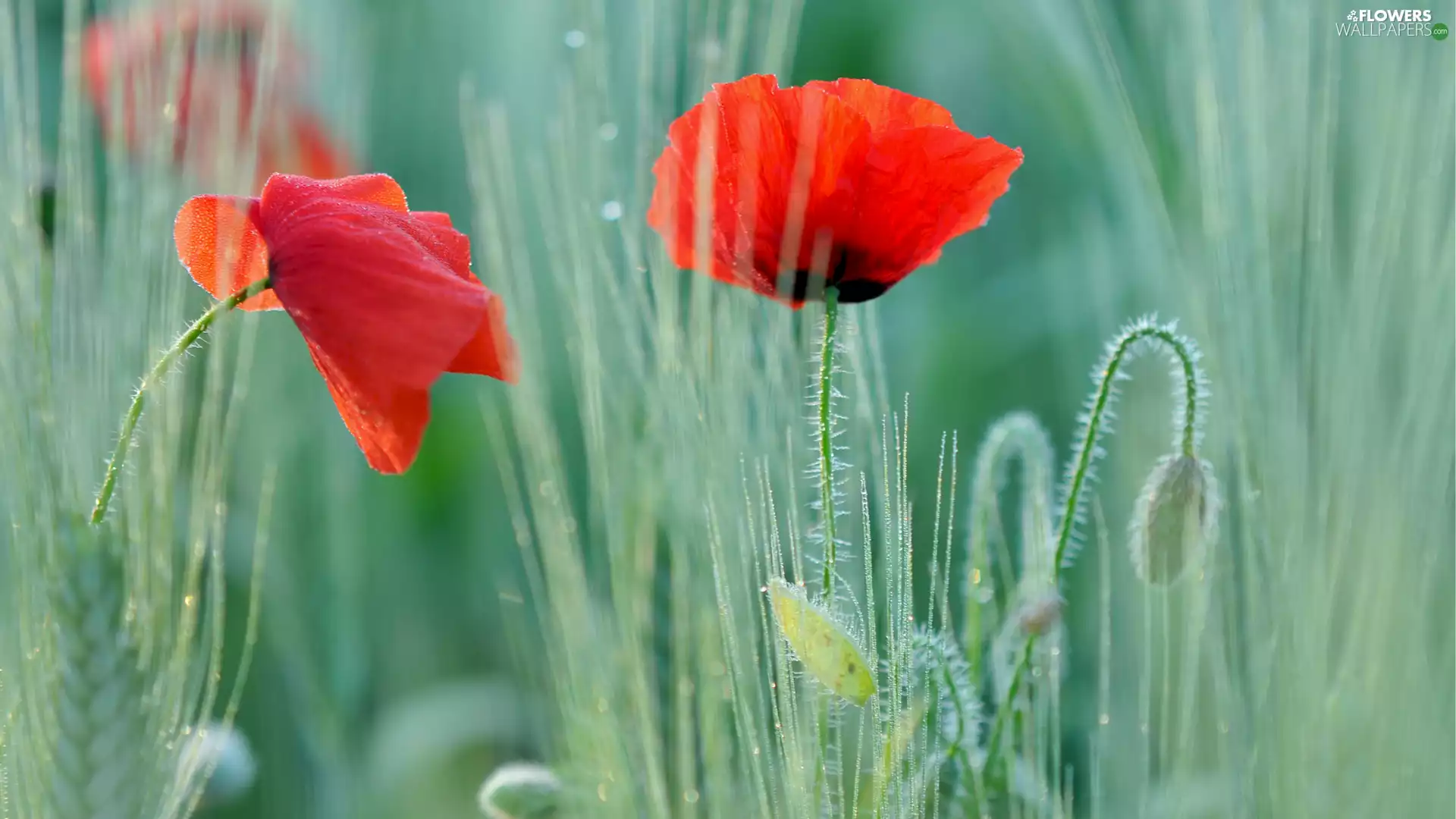 Red, fuzzy, background, papavers