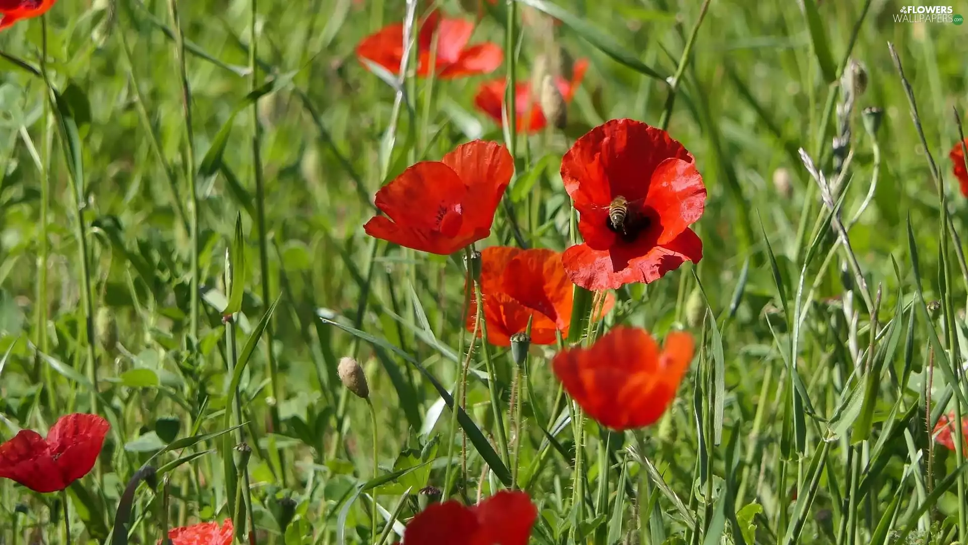 Red, grass, bee, papavers