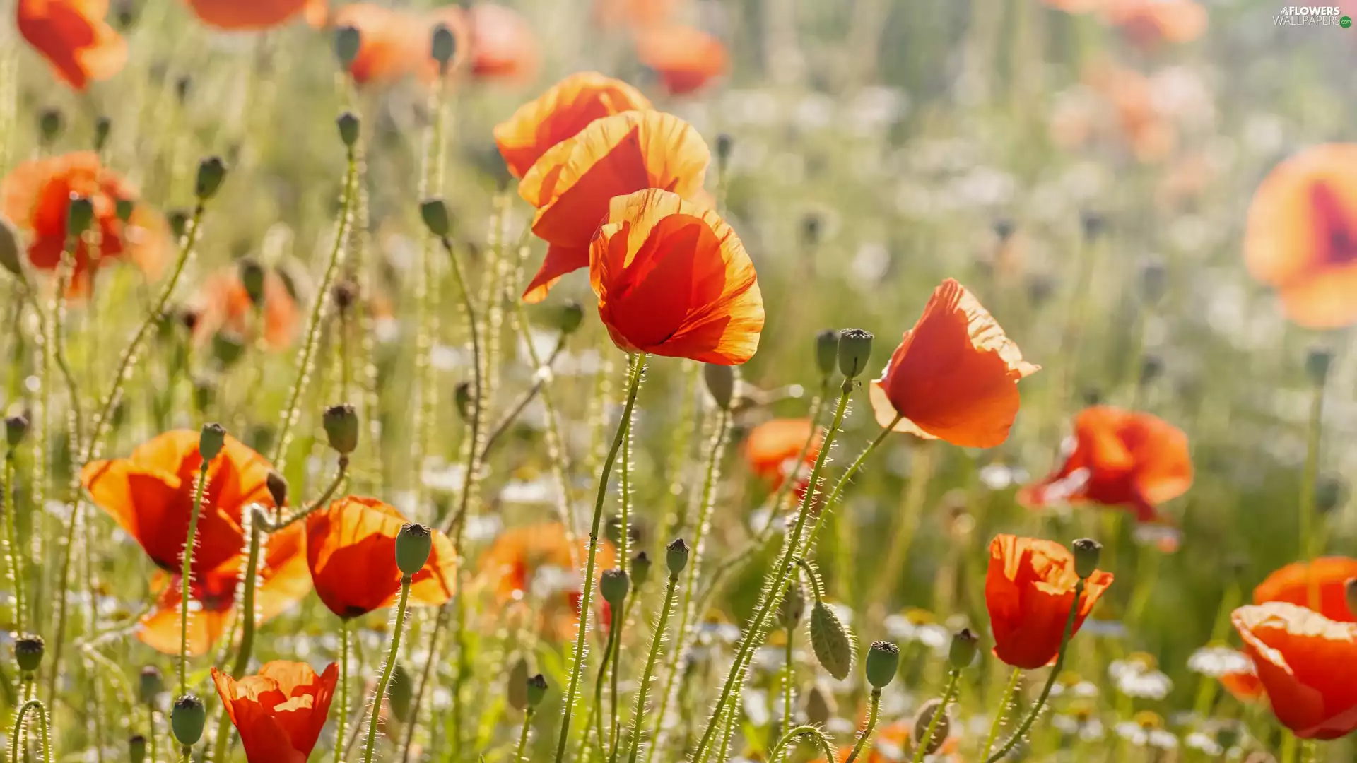Red, Capsules, blur, papavers