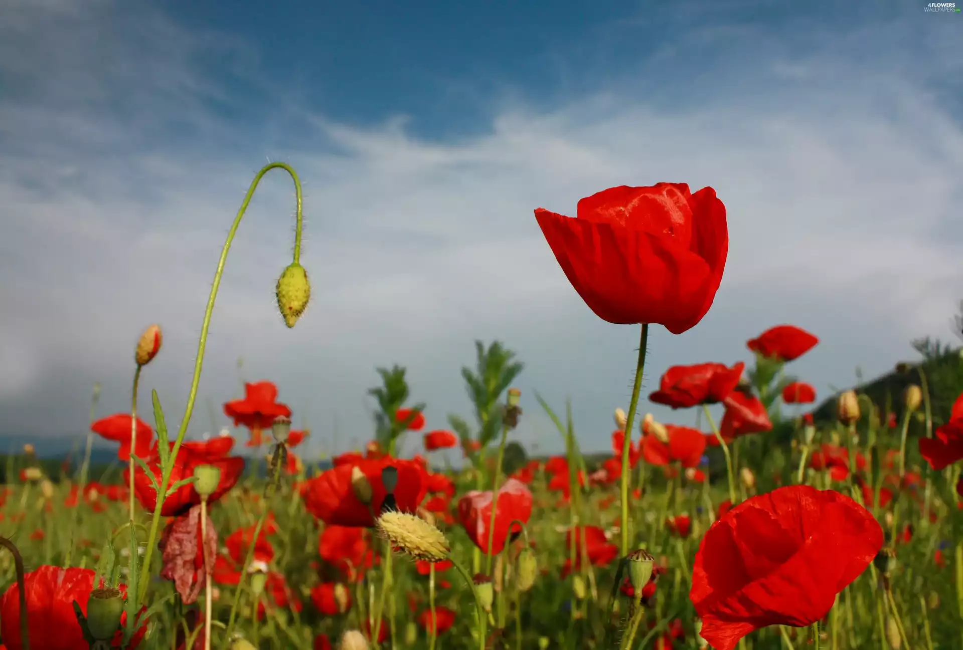 Red, Meadow, blur, papavers