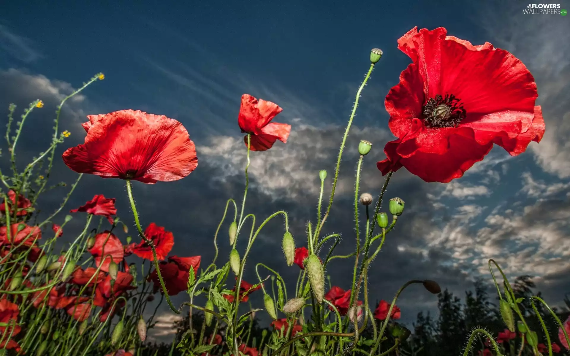 Red, Sky, Dusk, papavers