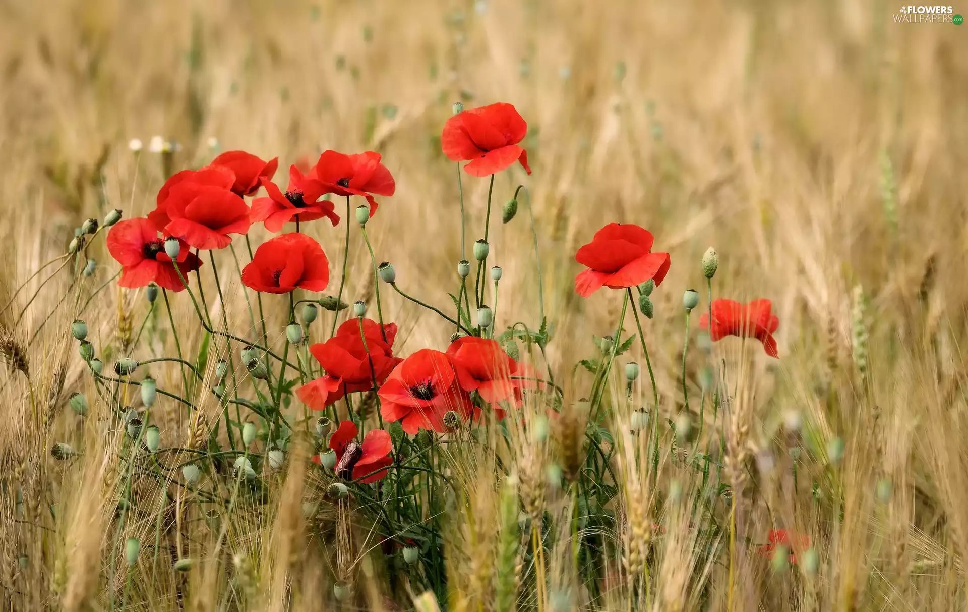 Red, corn, Ears, papavers