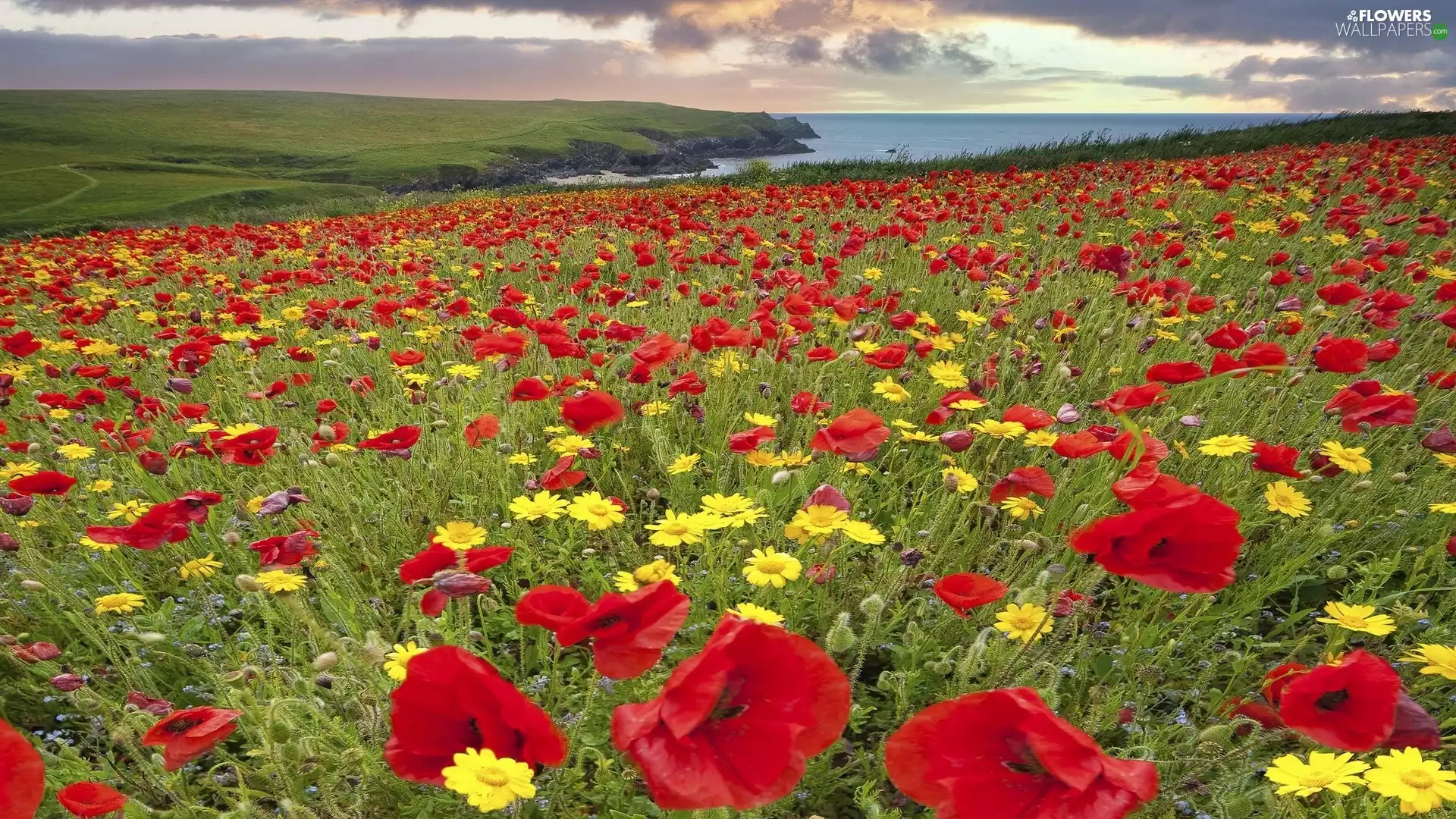 papavers, Flowers, Red