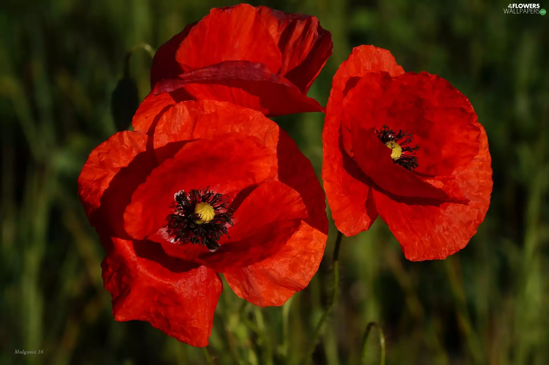 papavers, Flowers, Red