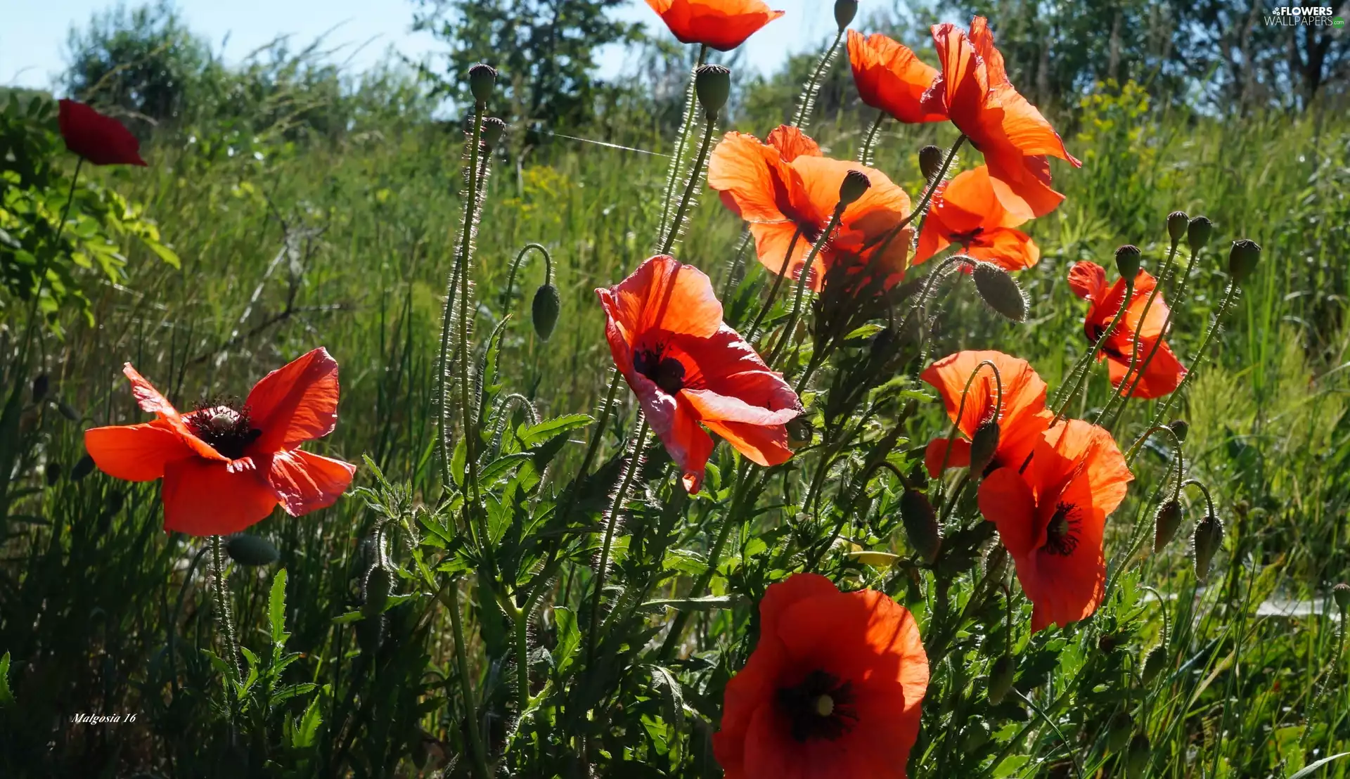 papavers, Flowers, Red