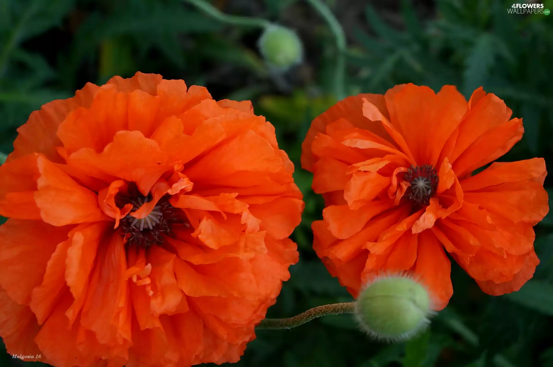 papavers, Flowers, Red