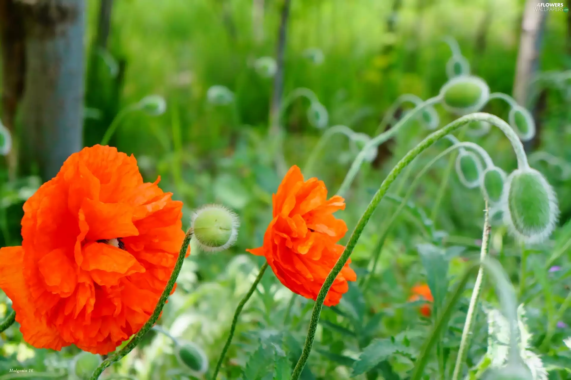 papavers, Flowers, Red