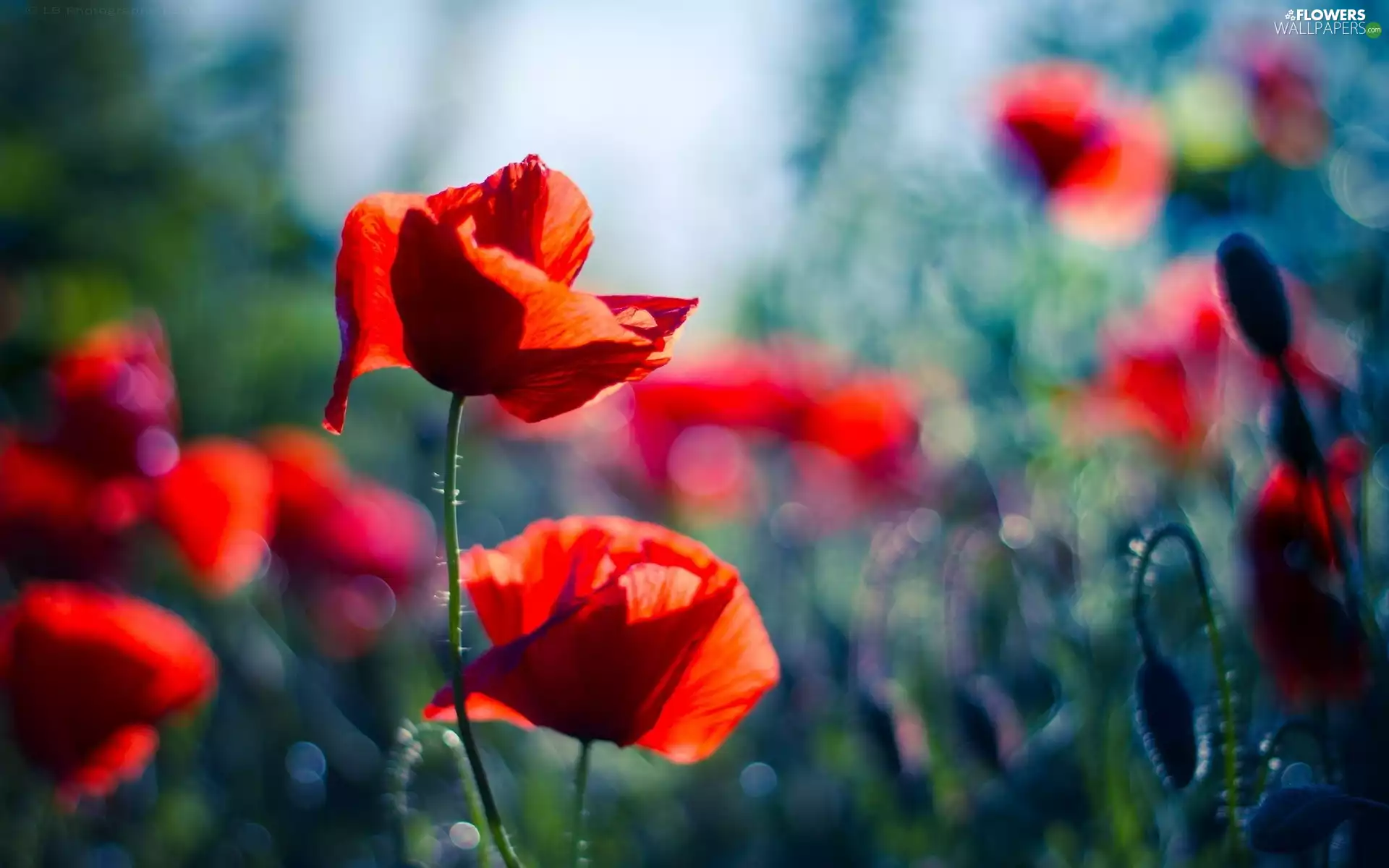 papavers, Flowers, Red