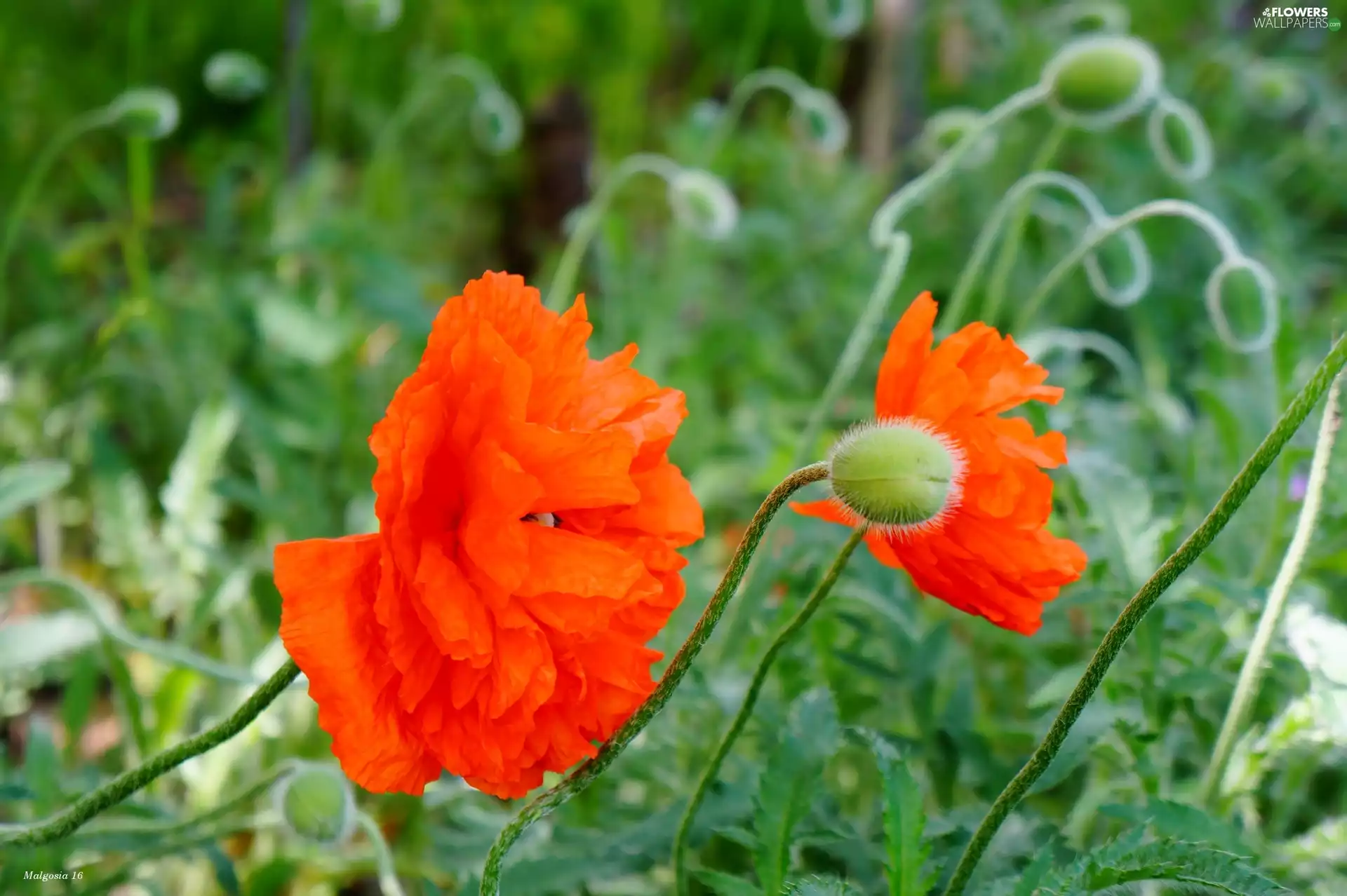 papavers, Flowers, Red