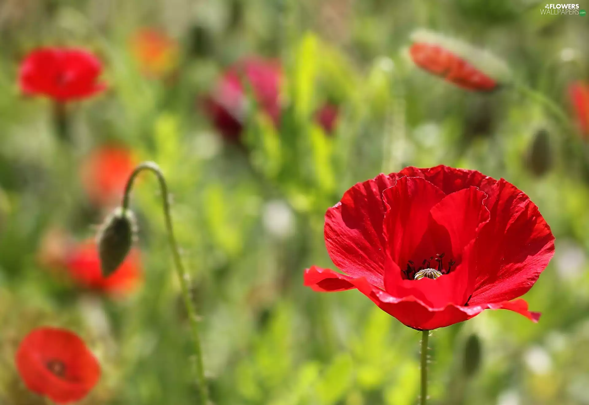 papavers, Flowers, Red