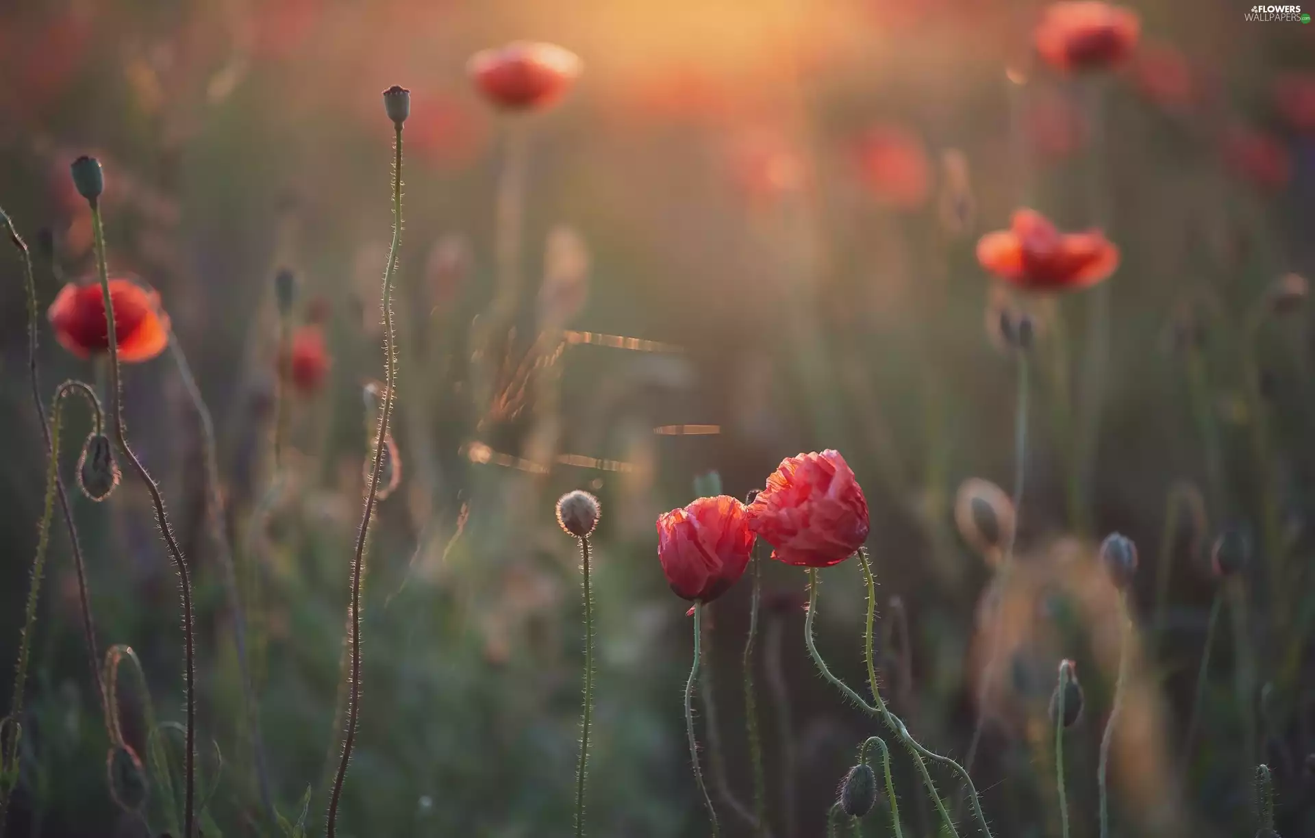 Red, Buds, Flowers, papavers