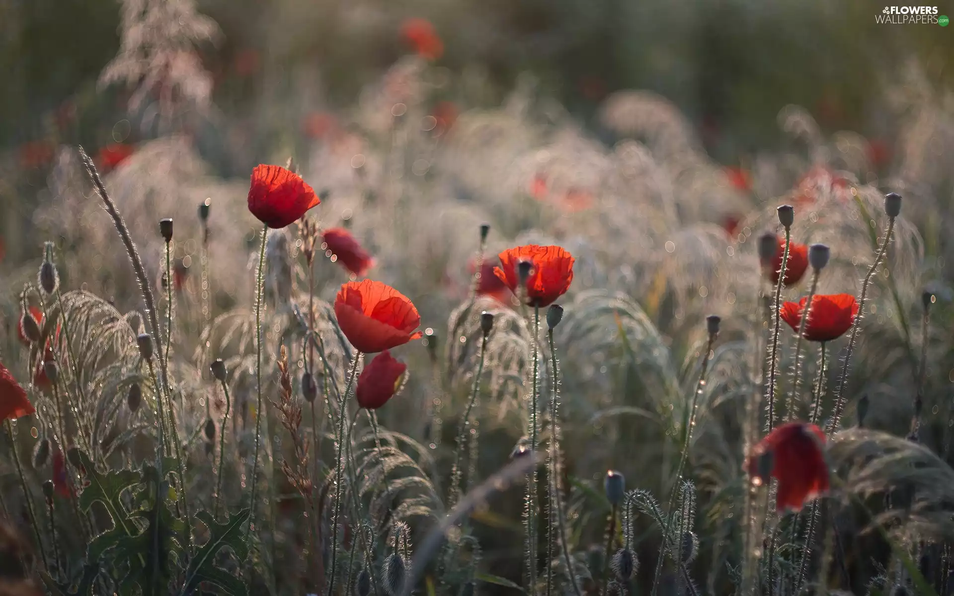 Red, Buds, grass, papavers
