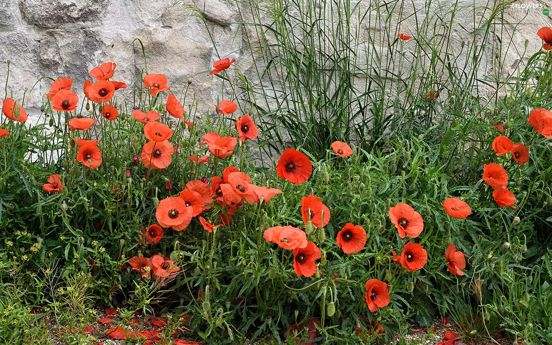 Red, wall, grass, papavers