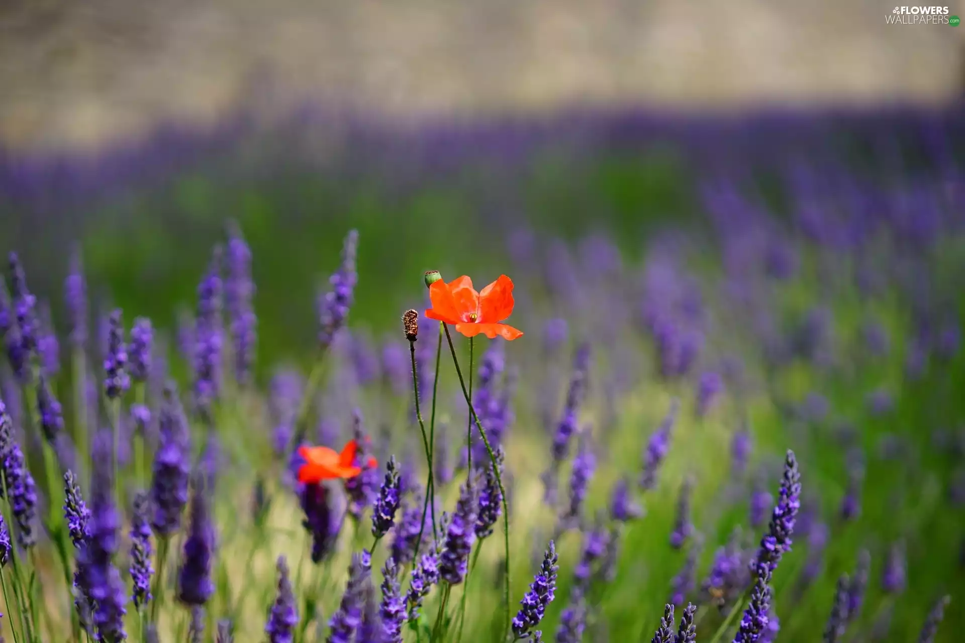 Red, Flowers, lavender, papavers