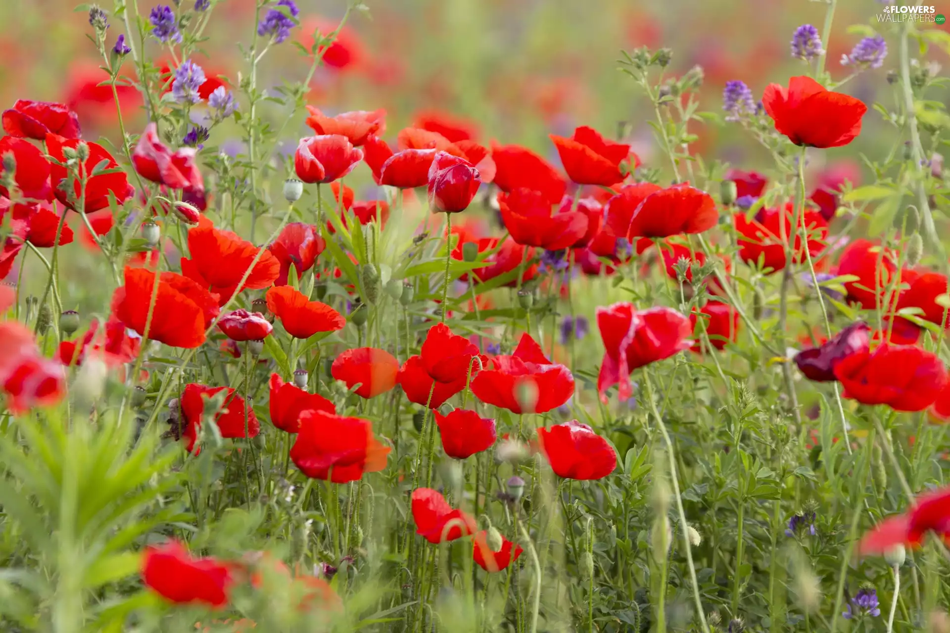 papavers, Meadow, Red