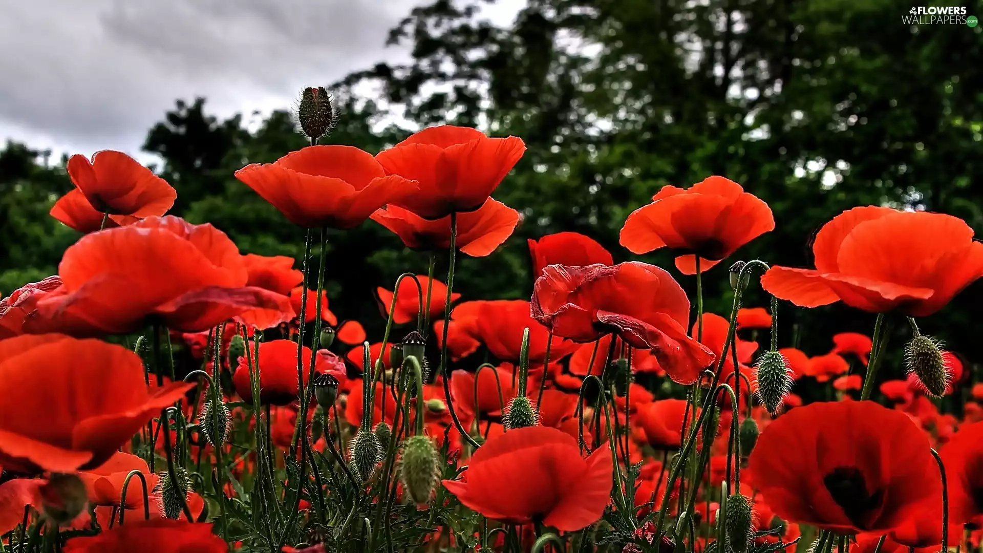 papavers, Meadow, Red
