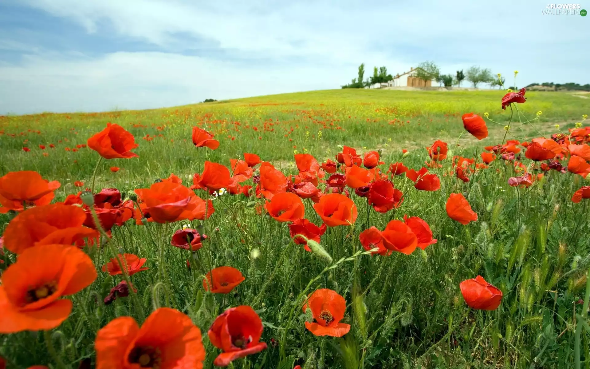 papavers, Meadow, Red