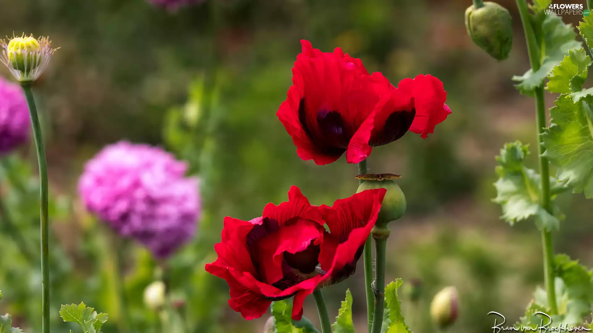 Red, Buds, rapprochement, papavers