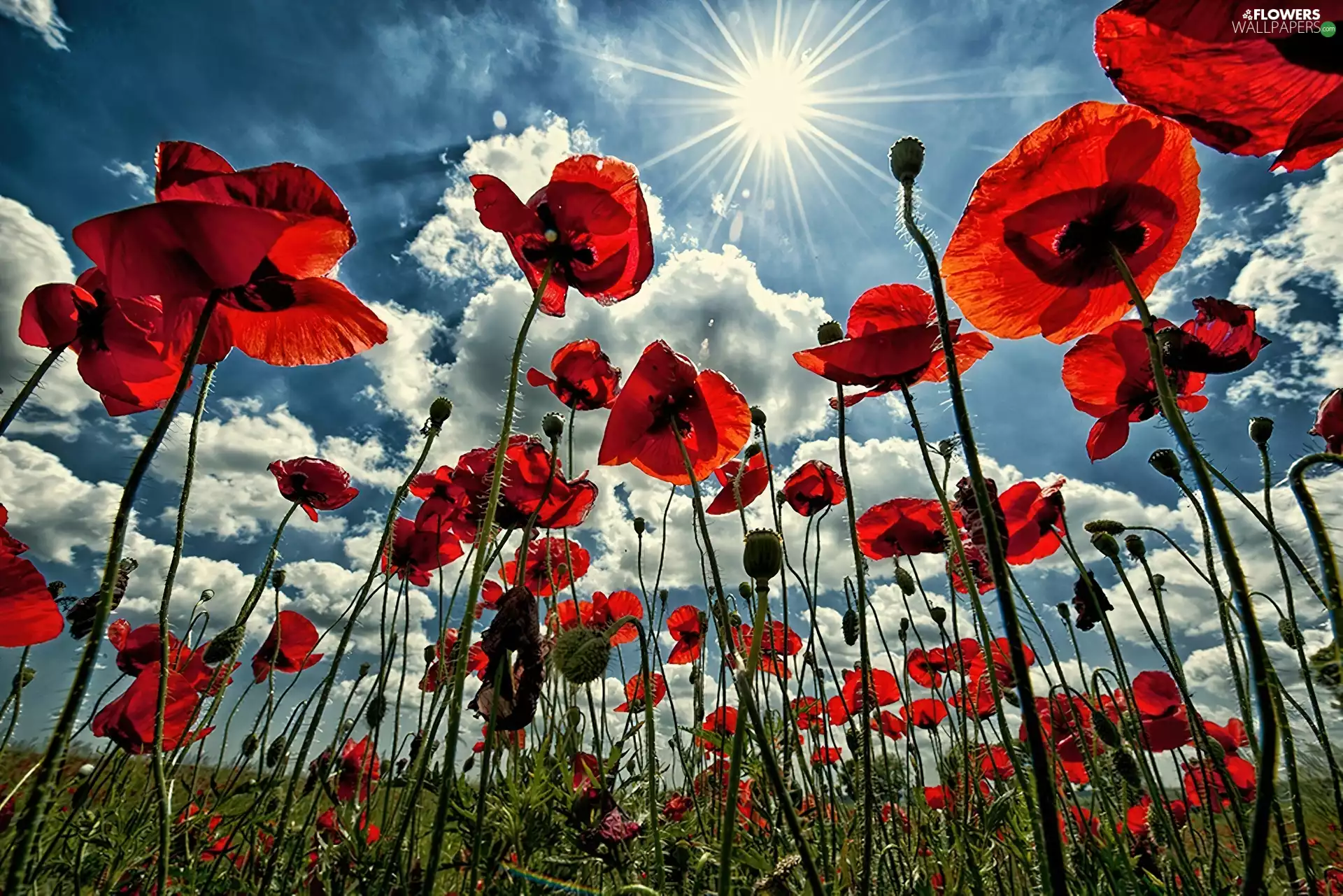 Red, rays, sun, papavers