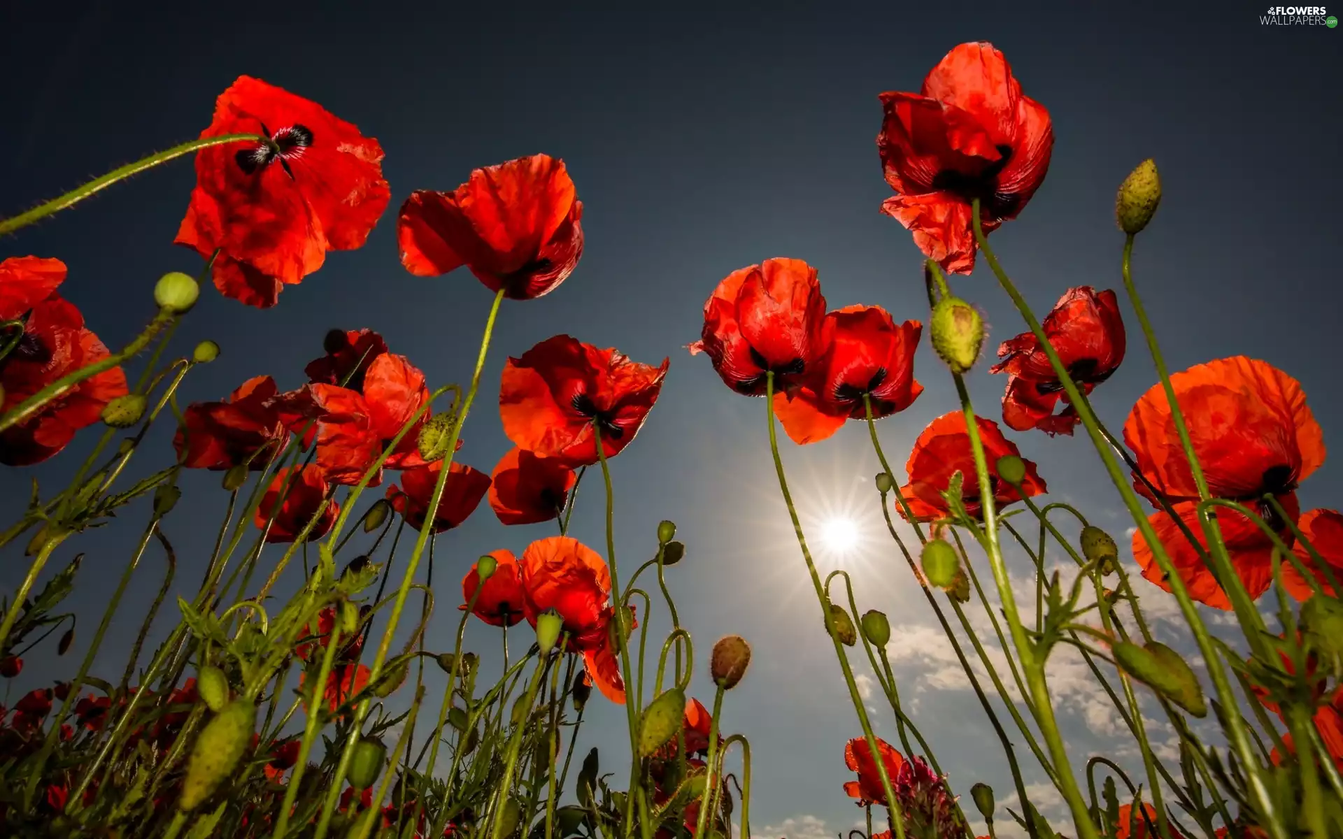 Red, Sky, sun, papavers