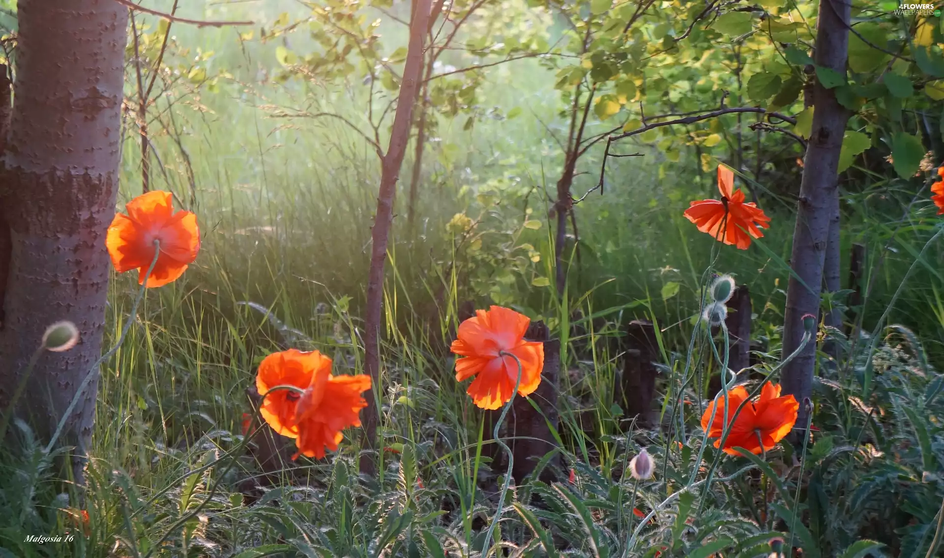 Red, trees, viewes, papavers