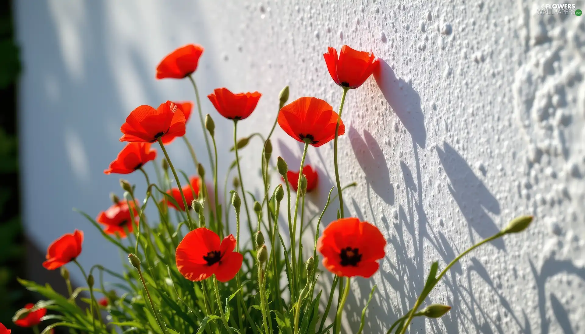 Red, White, wall, papavers