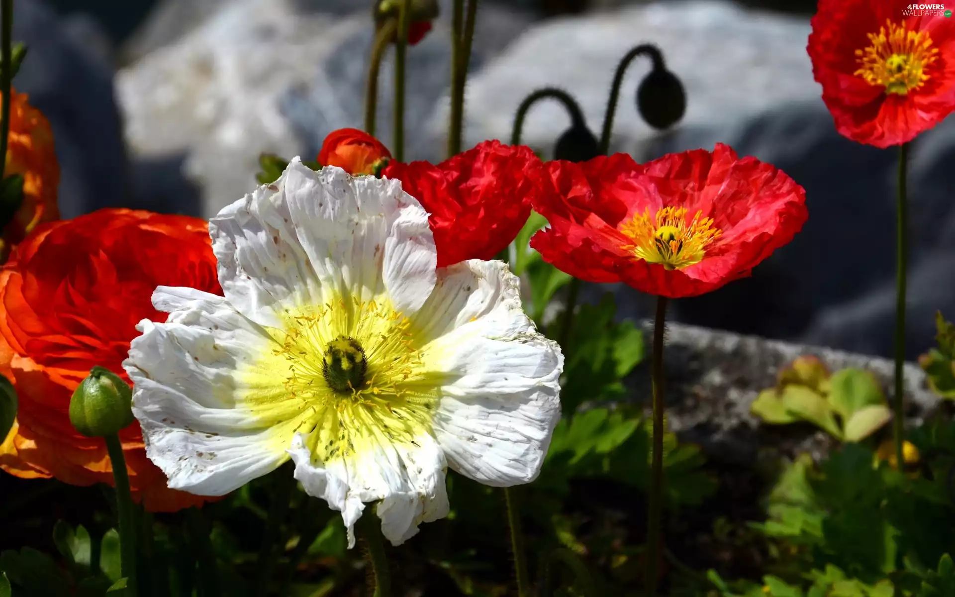 papavers, White, Red