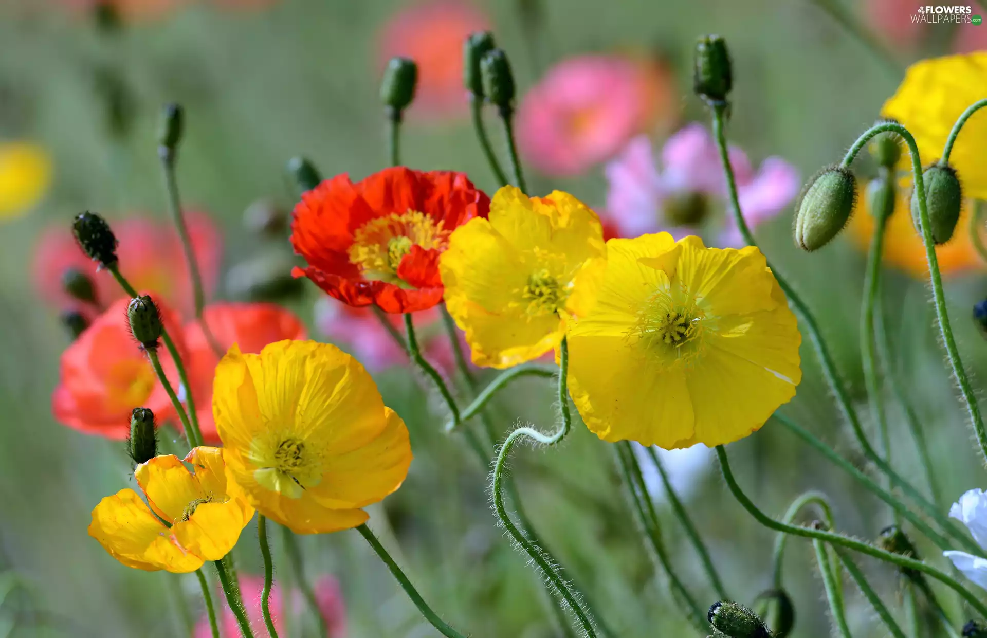 papavers, Yellow, Red