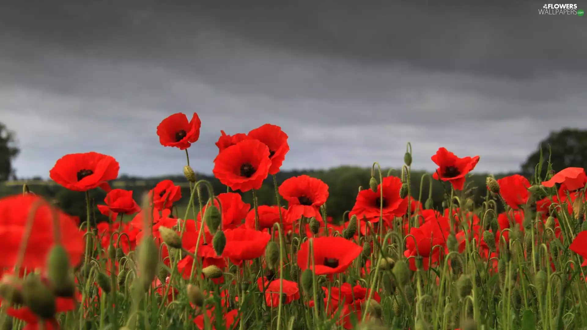 Red, papavers