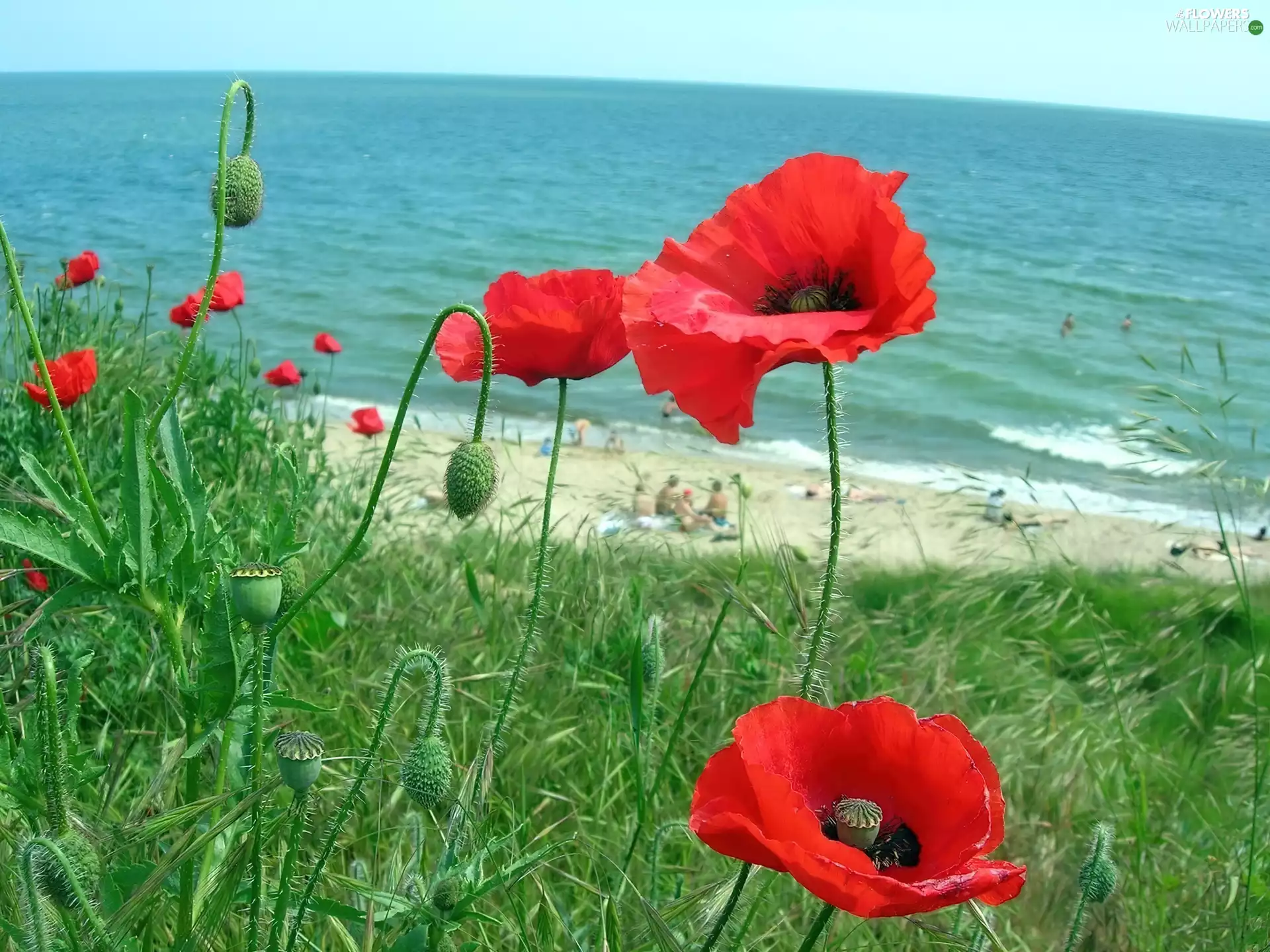 sea, Red, papavers, grass