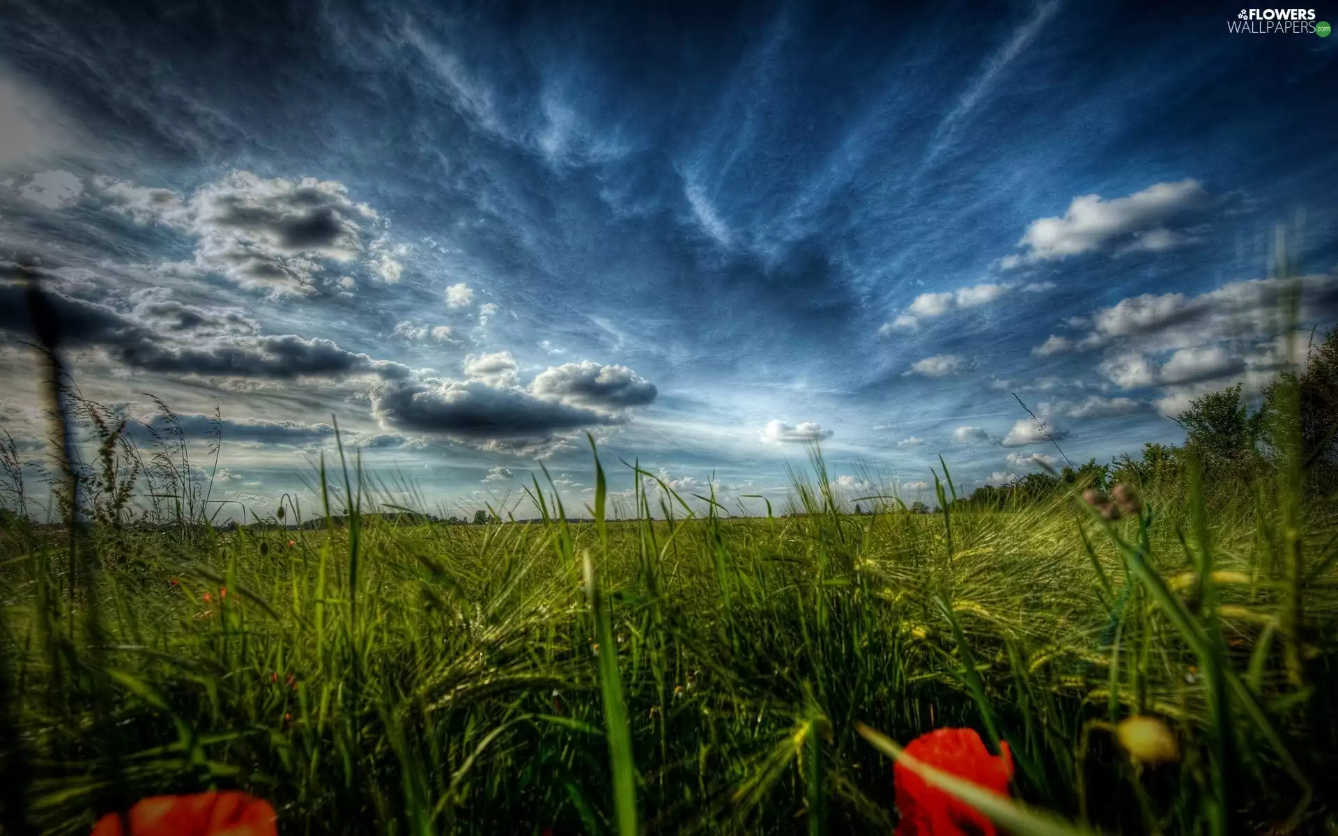 papavers, grass, Sky