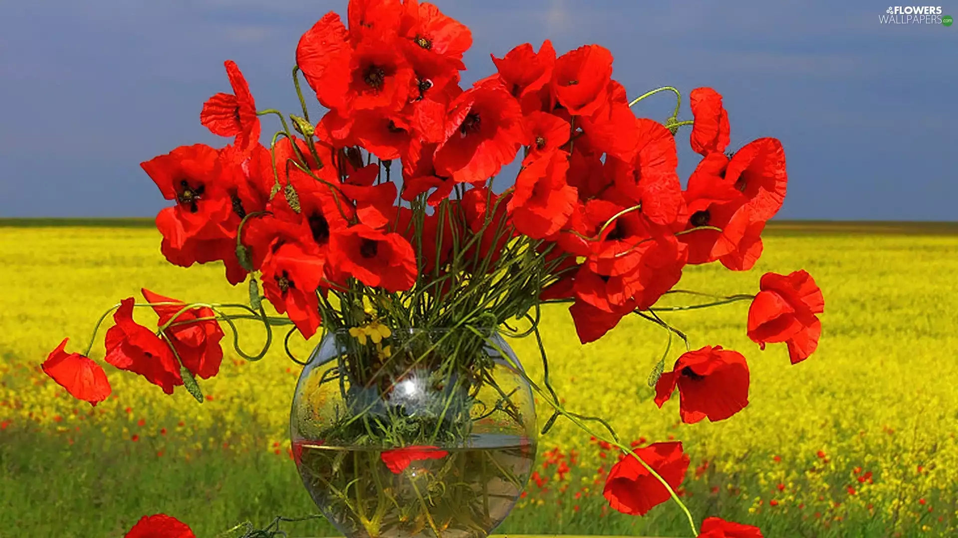 Sky, Vase, papavers, Meadow