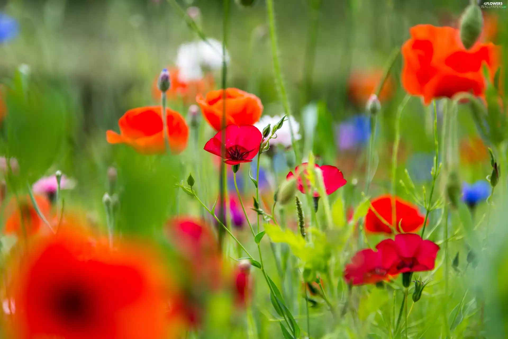 Flowers, papavers, Summer, Meadow, blur