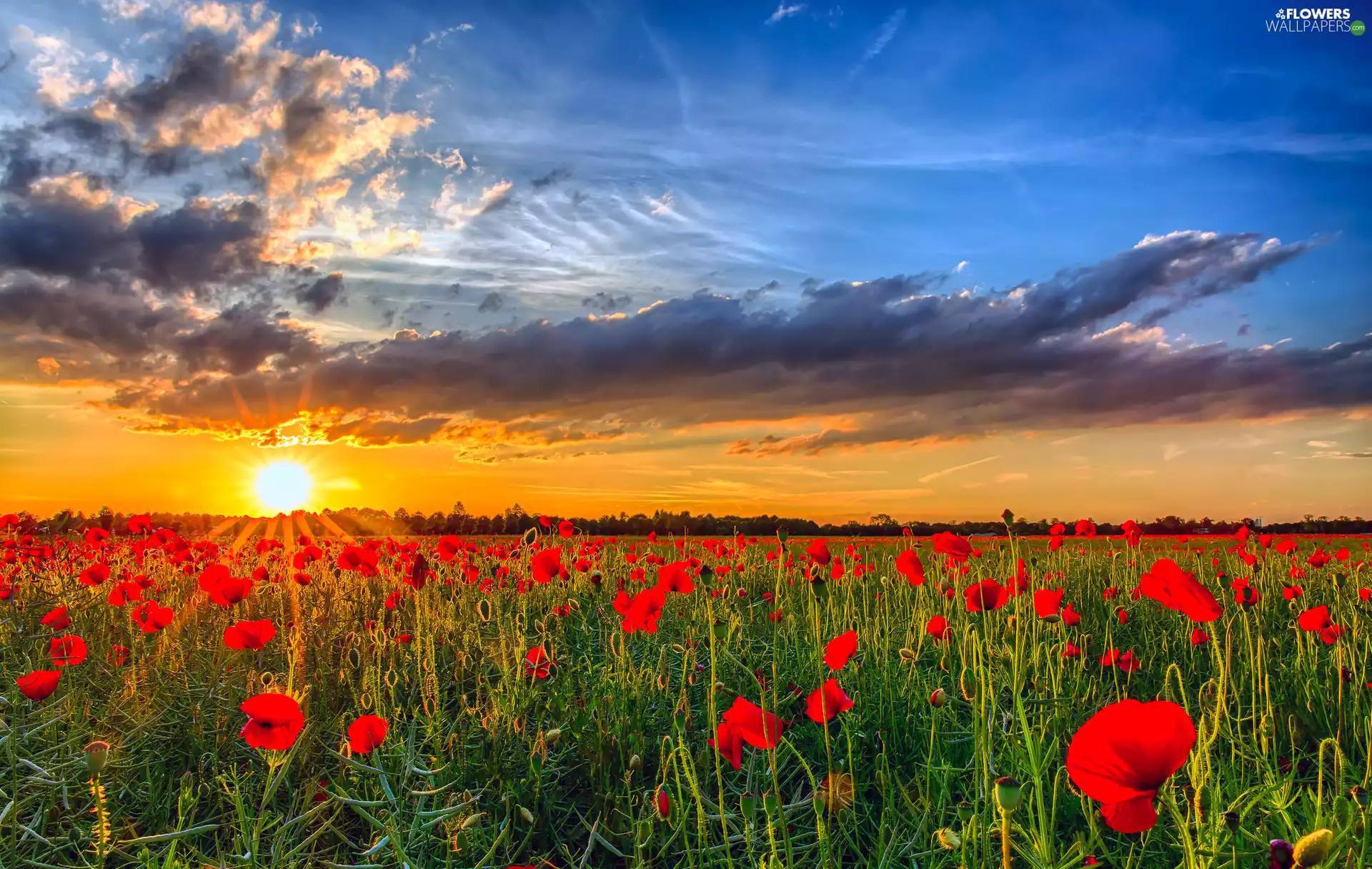 Meadow, papavers, sun, clouds, west