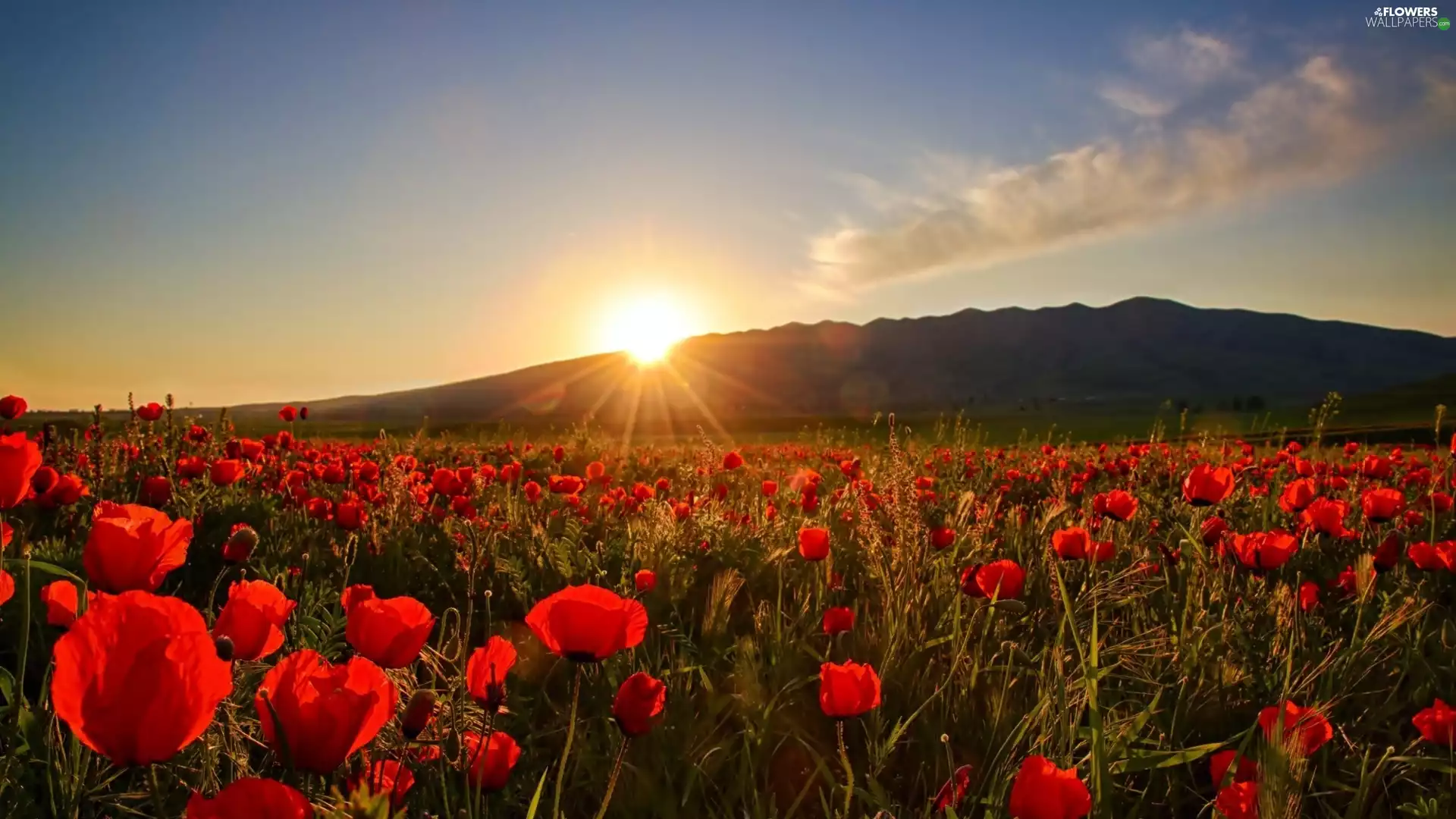 papavers, Great Sunsets