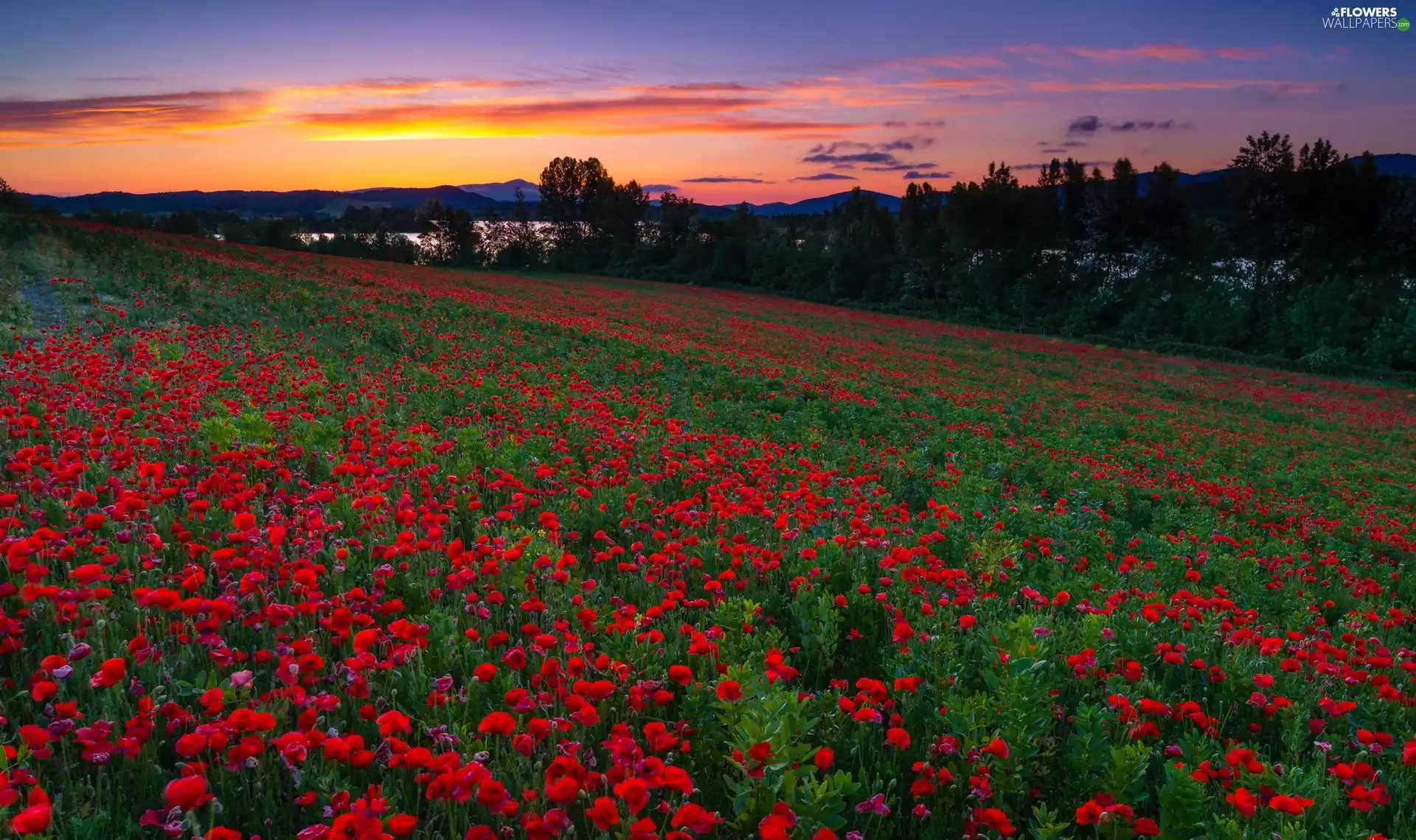 papavers, Great Sunsets