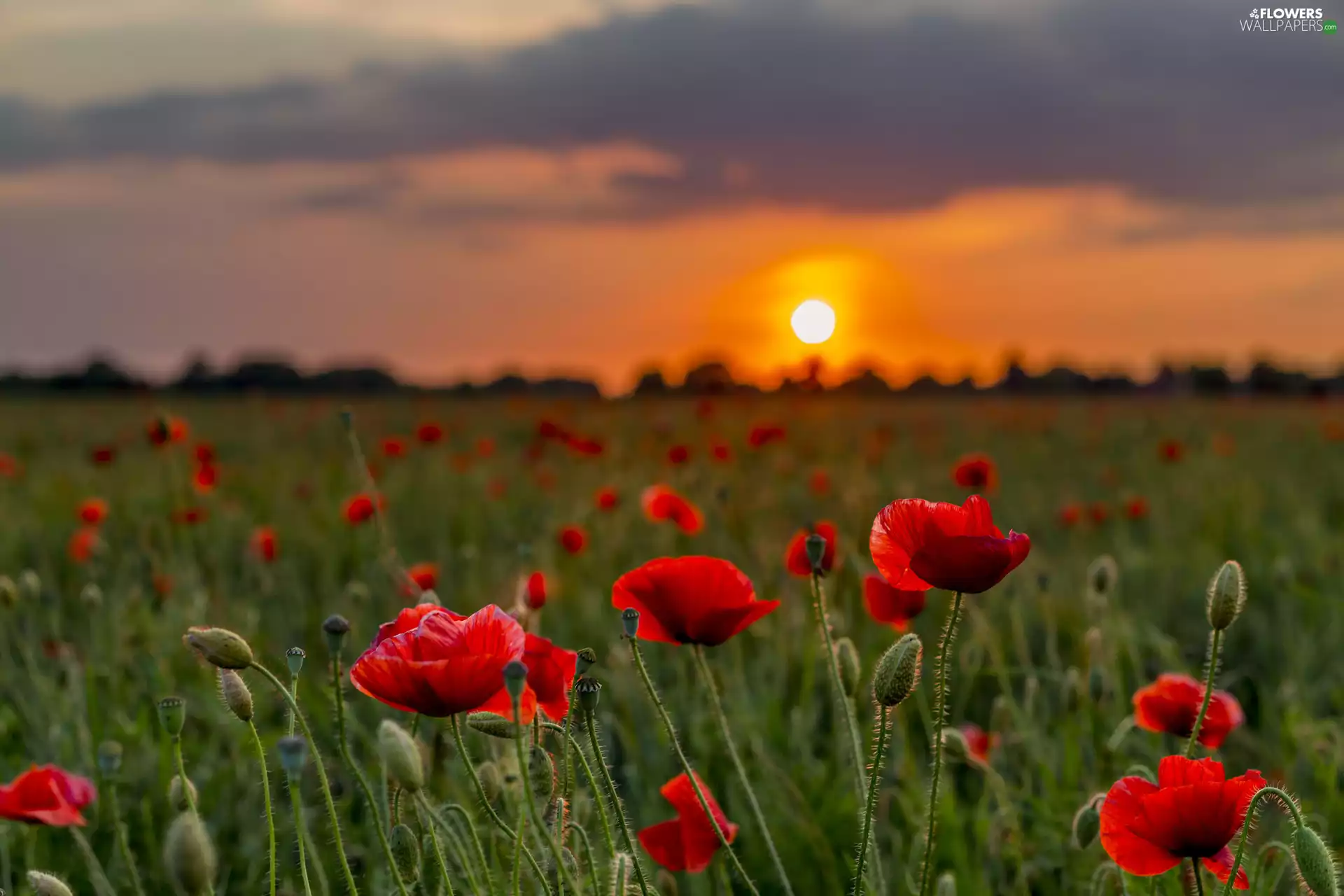 papavers, Great Sunsets