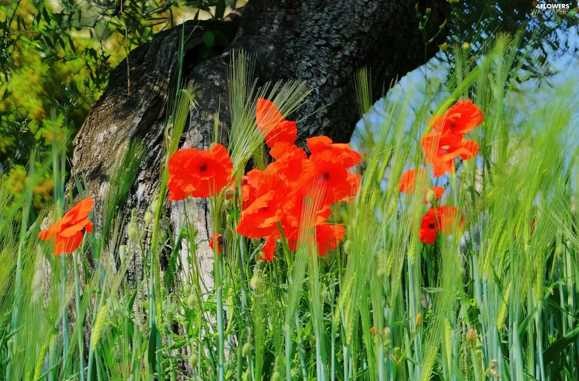 papavers, trees